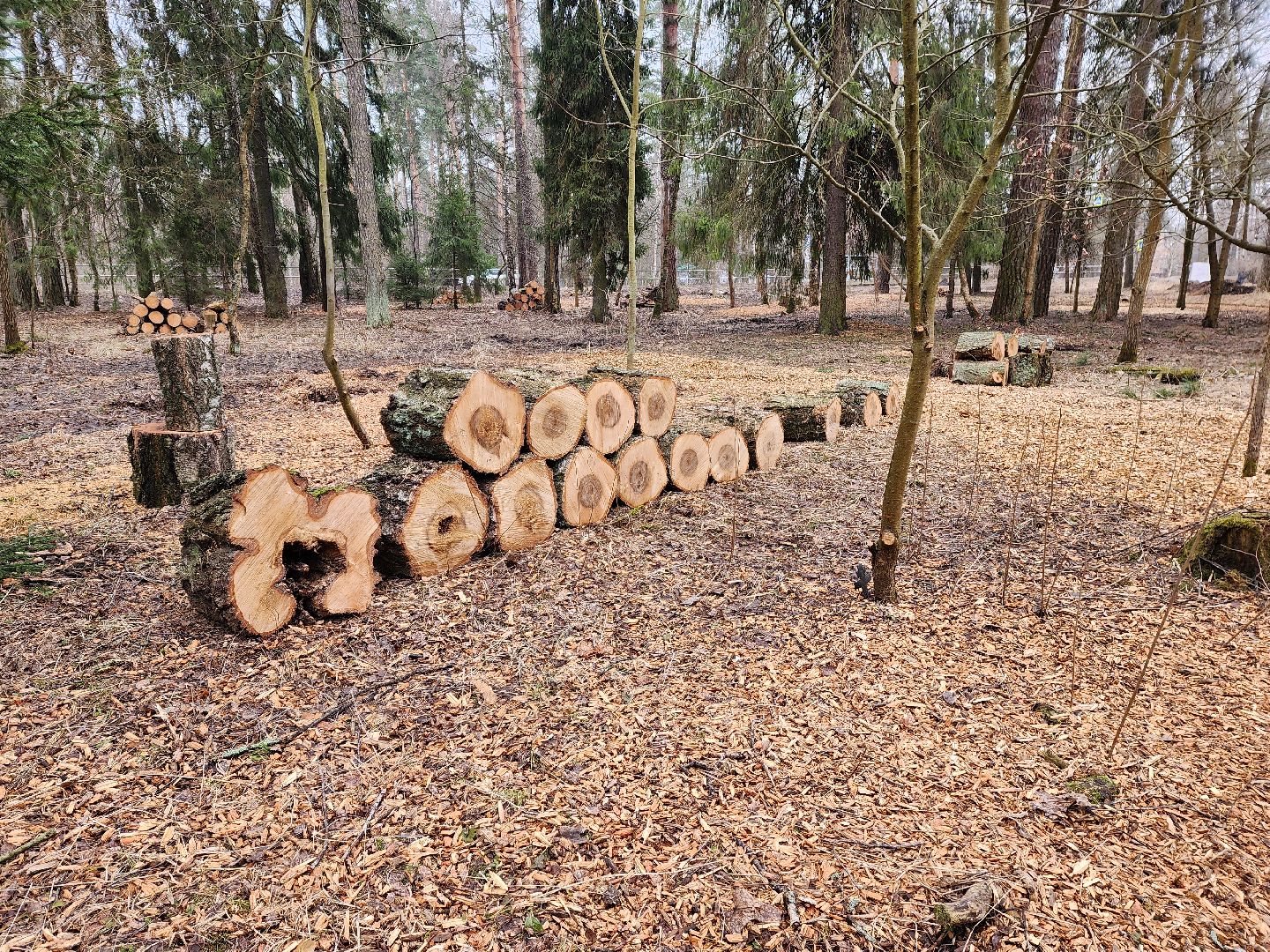 красноармейск, городской округ пушкинский, банный лес, лесопарк,