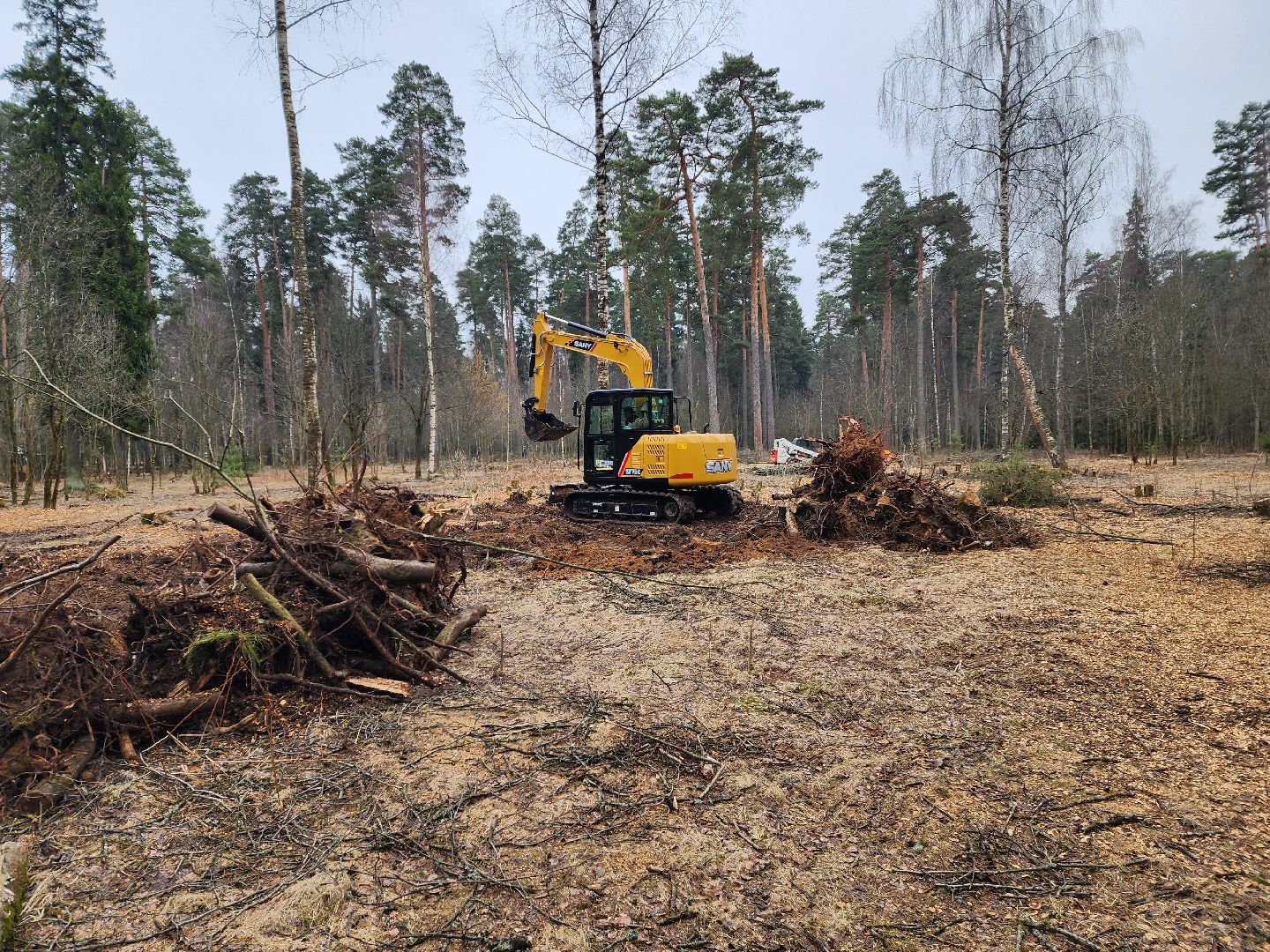 красноармейск, городской округ пушкинский, банный лес, лесопарк,