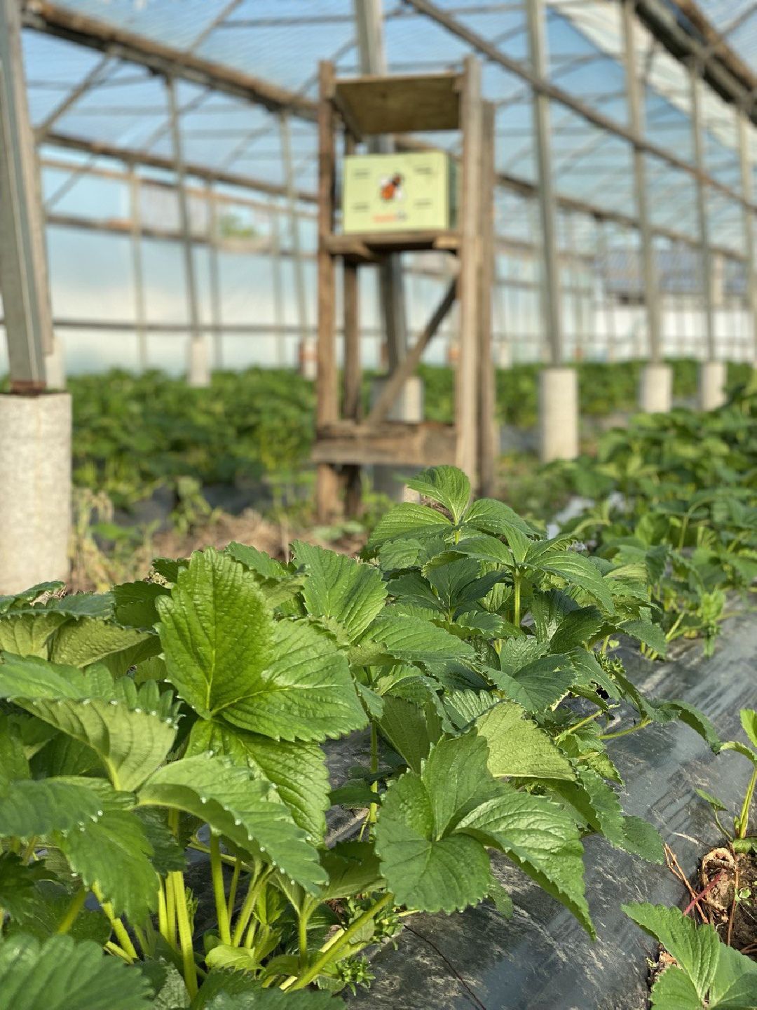 Коломна, общество