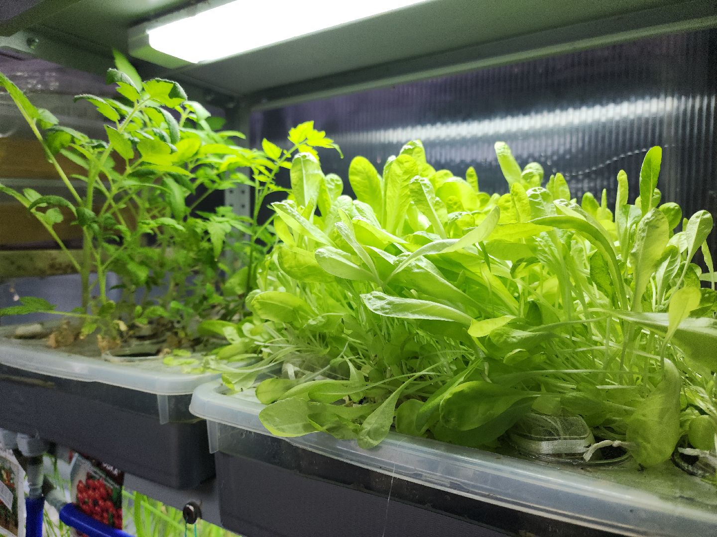 Подольск, Школа 29, Проект, образование в подмосковье,