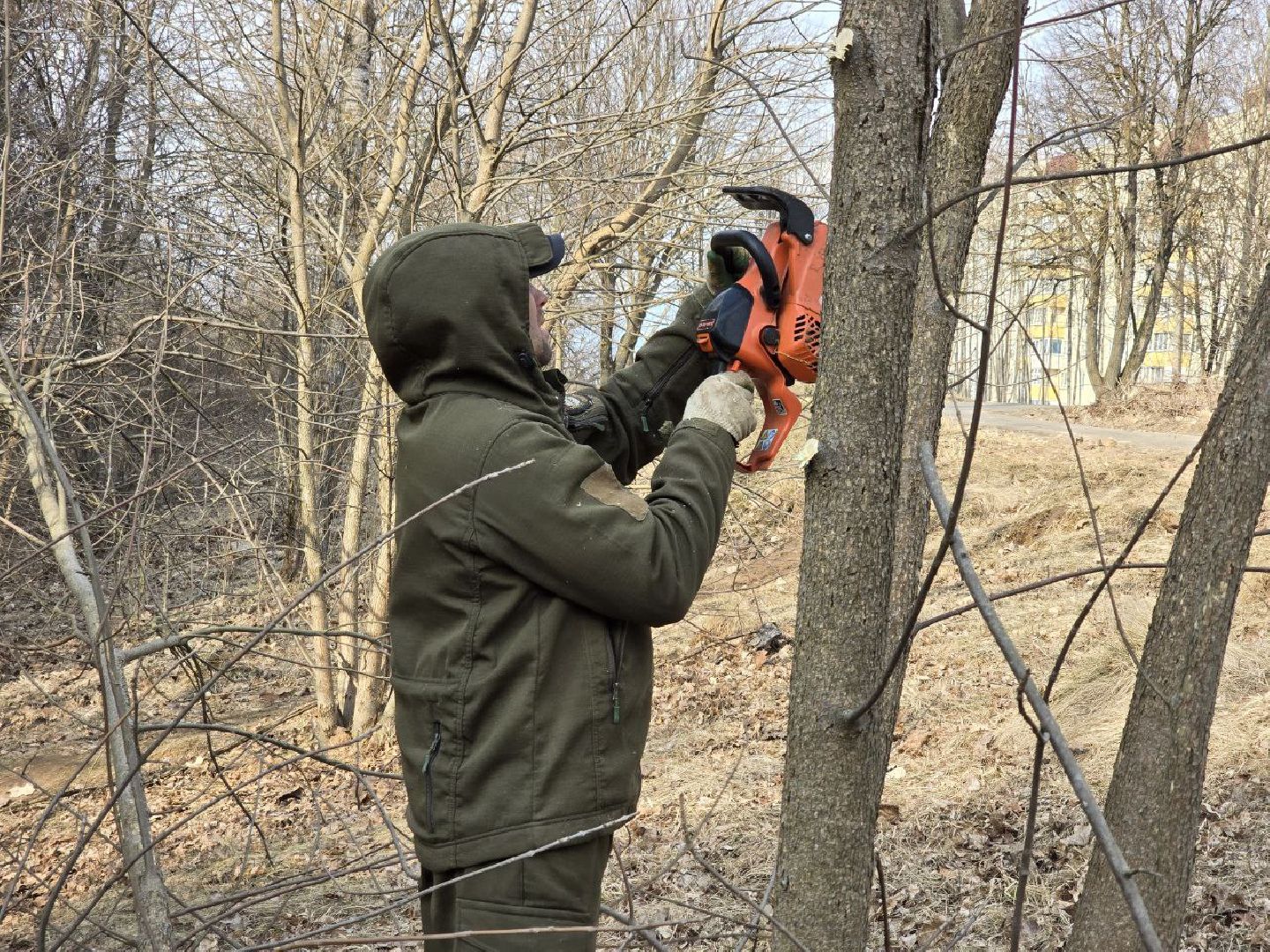 можайск, можайский муниципальный округ, подмосковье, санитарная вырубка, жкх, коммунальщики,