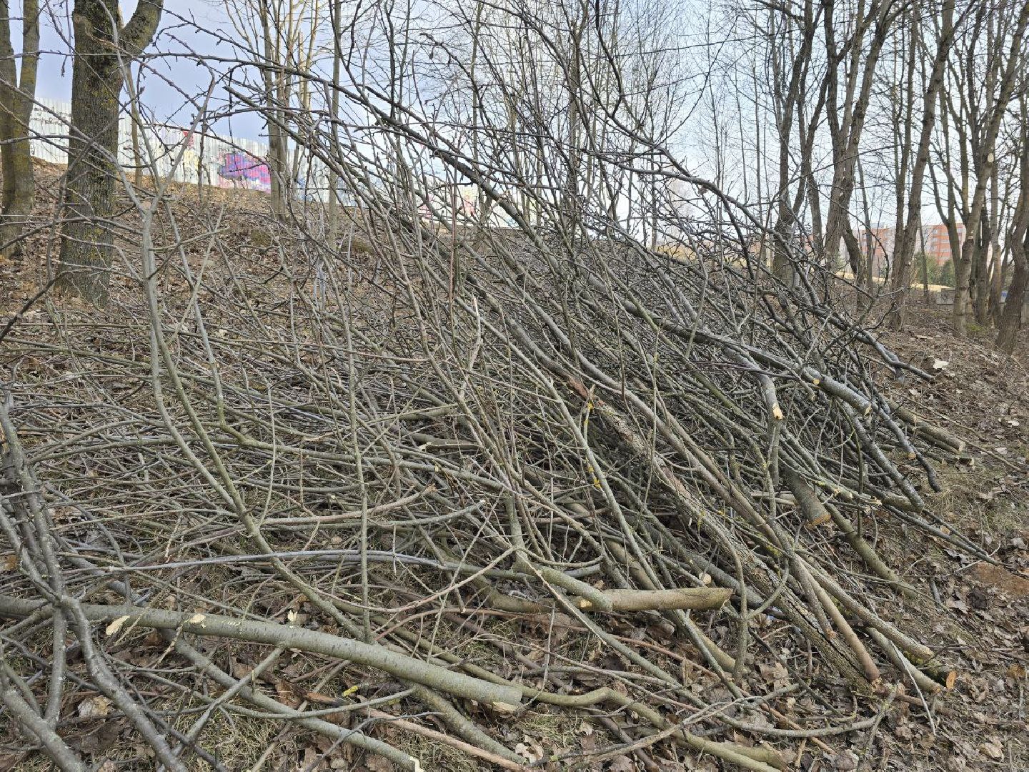 можайск, можайский муниципальный округ, подмосковье, санитарная вырубка, жкх, коммунальщики,