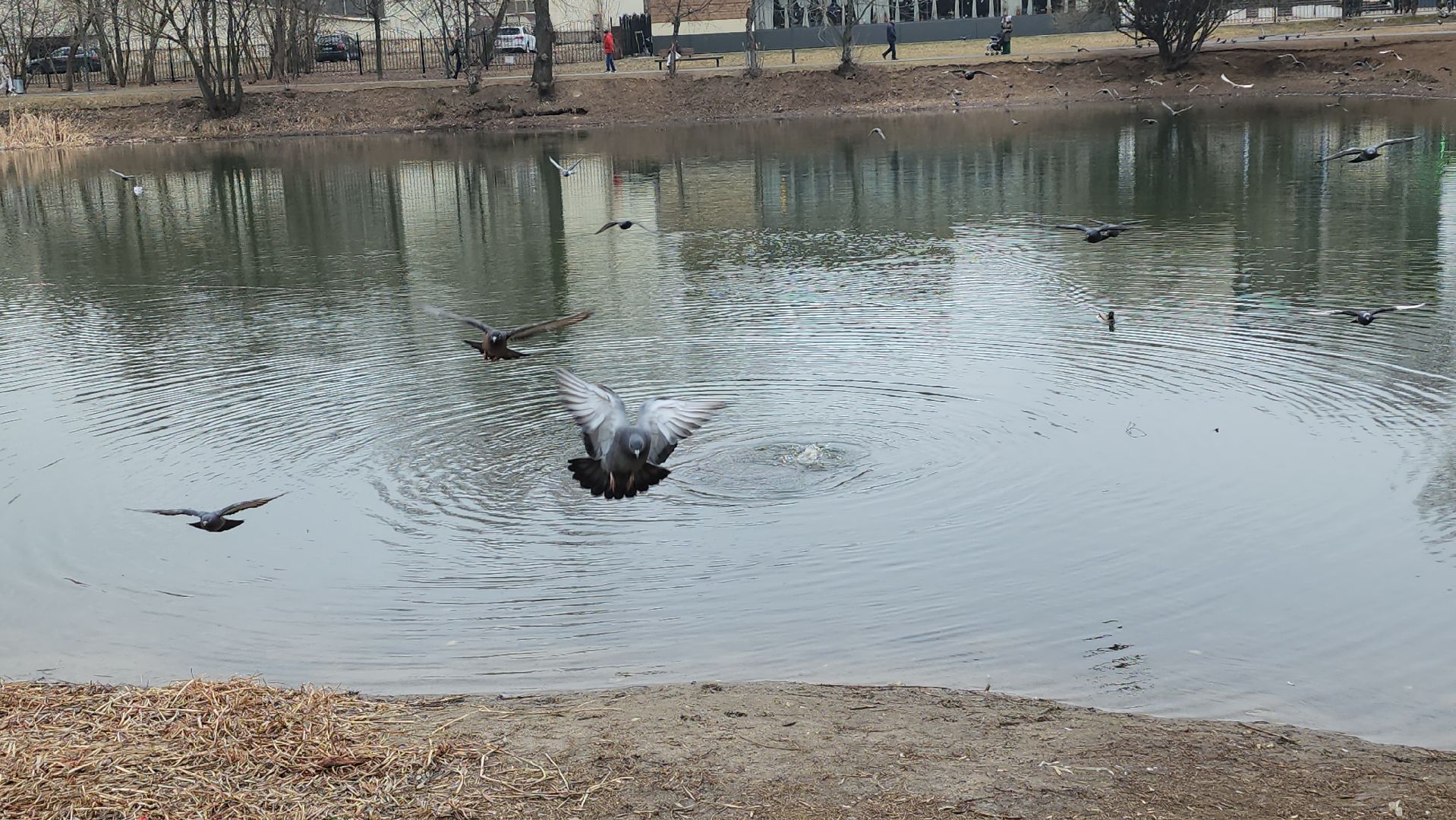 Люберцы, утки, наташинские пруды, наташинский парк, реконструкция,