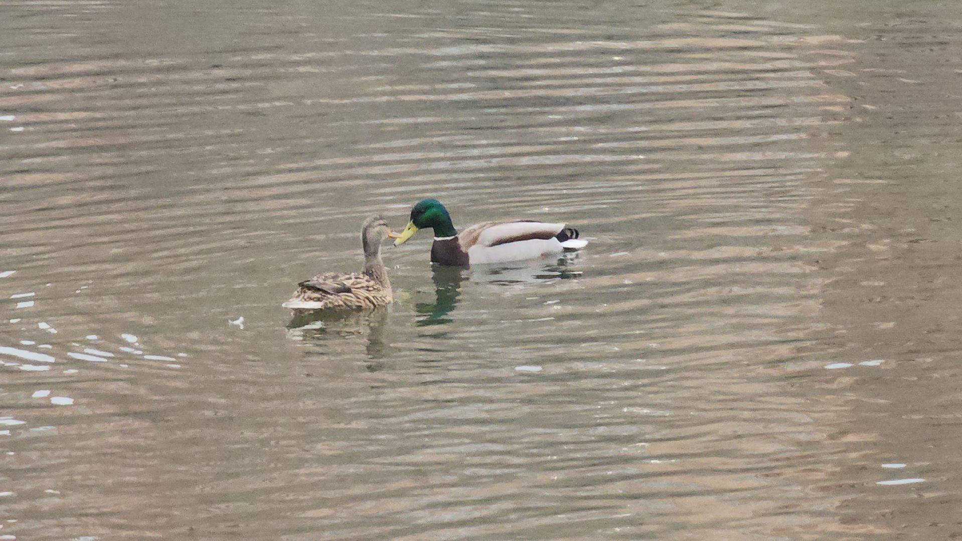 Люберцы, утки, наташинские пруды, наташинский парк, реконструкция,