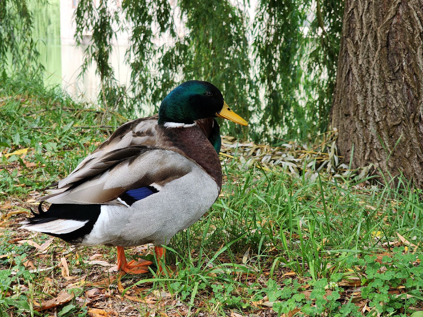 конференция, ветеринария, научная конференция, Ногинск, Богородский городской округ,