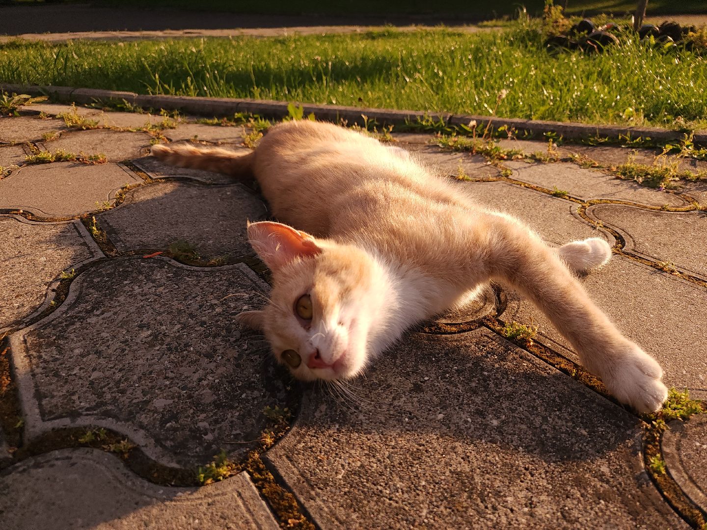 конференция, ветеринария, научная конференция, Ногинск, Богородский городской округ,