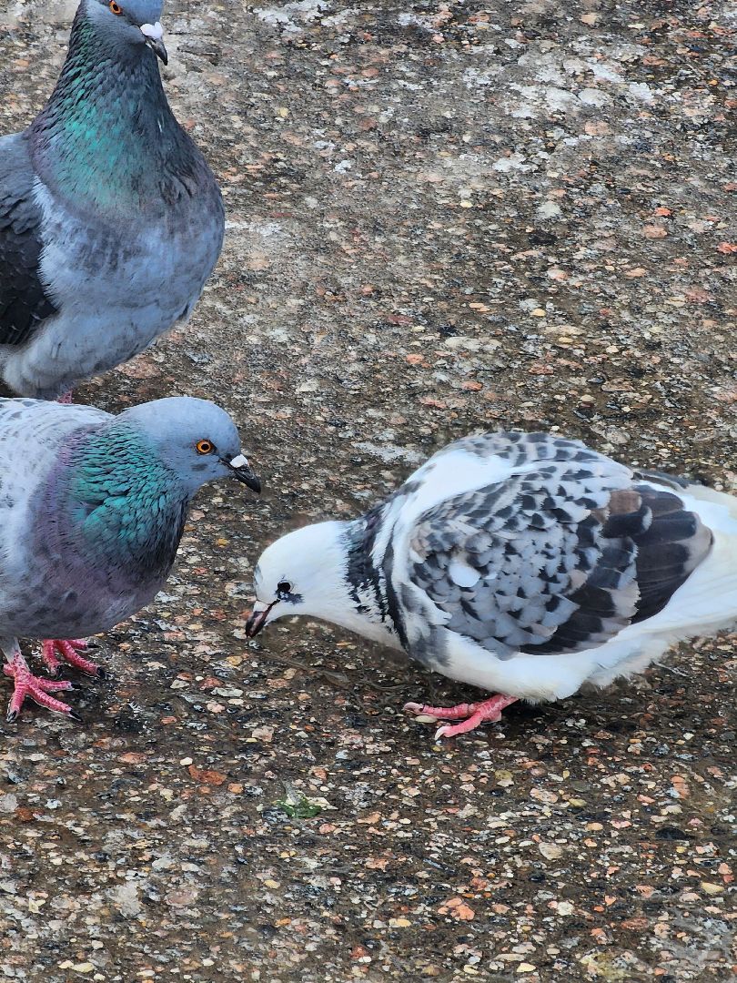 конференция, ветеринария, научная конференция, Ногинск, Богородский городской округ,