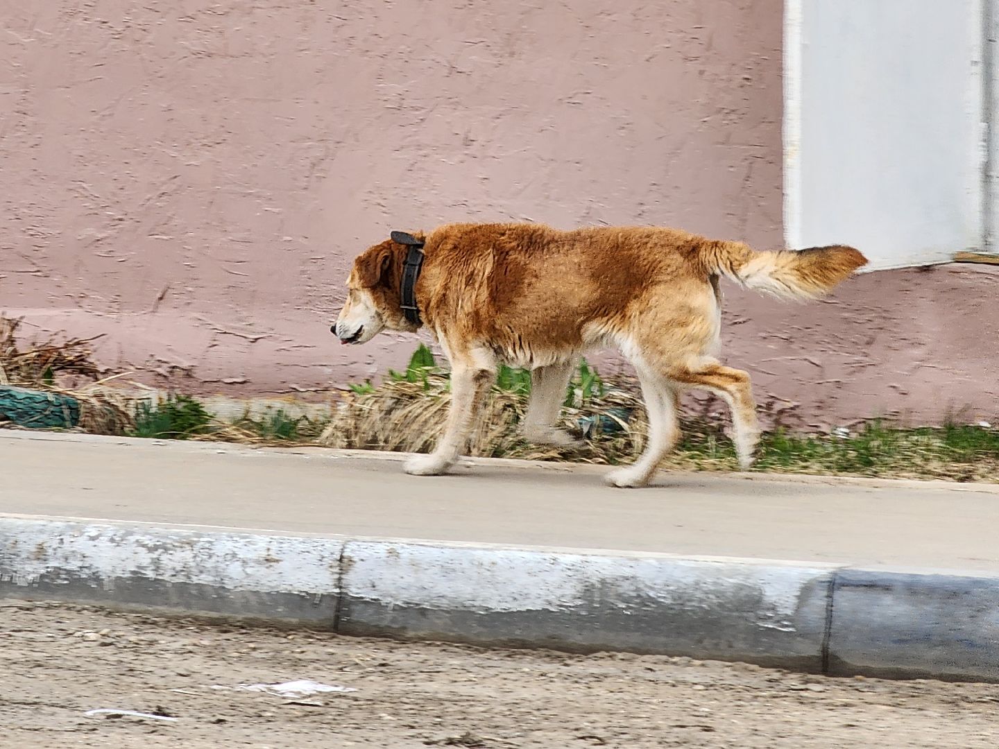 ветеринария, пироплазмоз, клещи, Ногинск, Богородский городской округ,