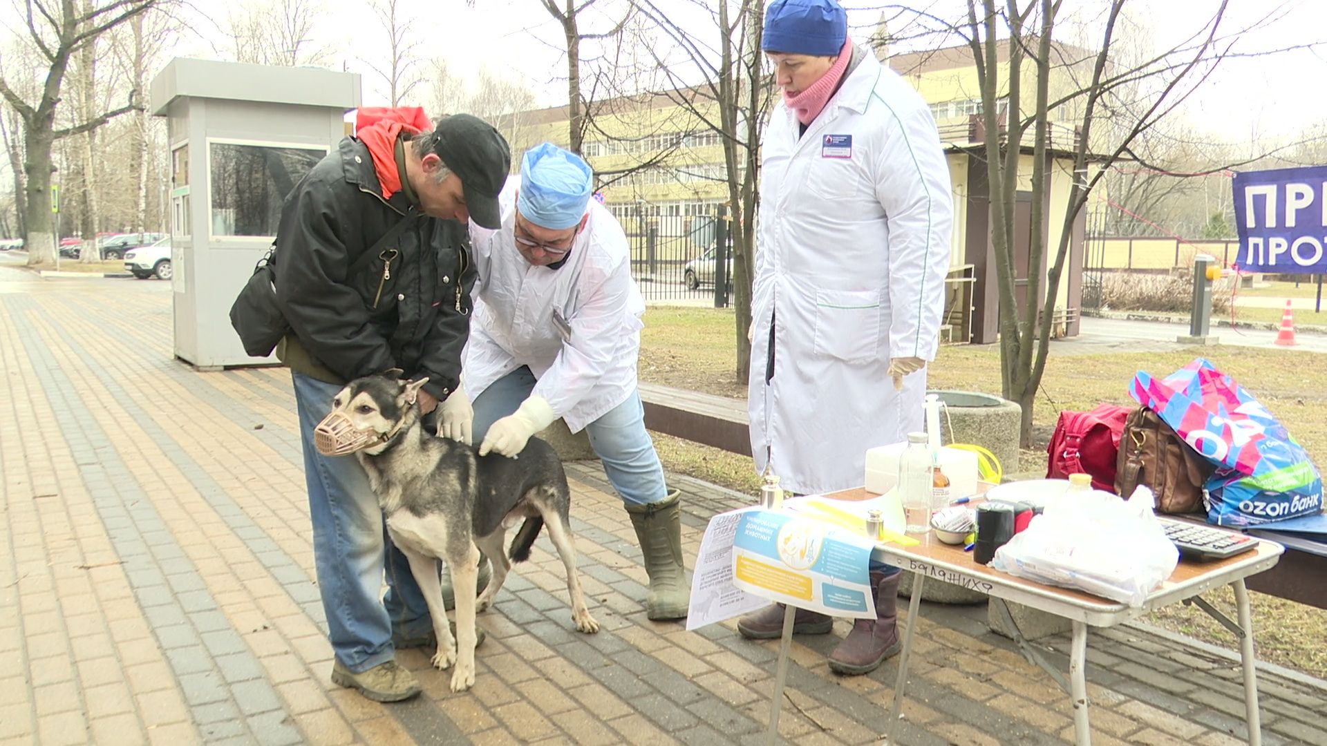 Реутов, вакцинация, медицина, бешенство, собаки и кошки,