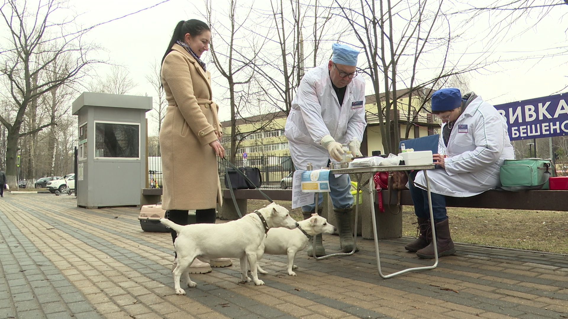 Реутов, вакцинация, медицина, бешенство, собаки и кошки,