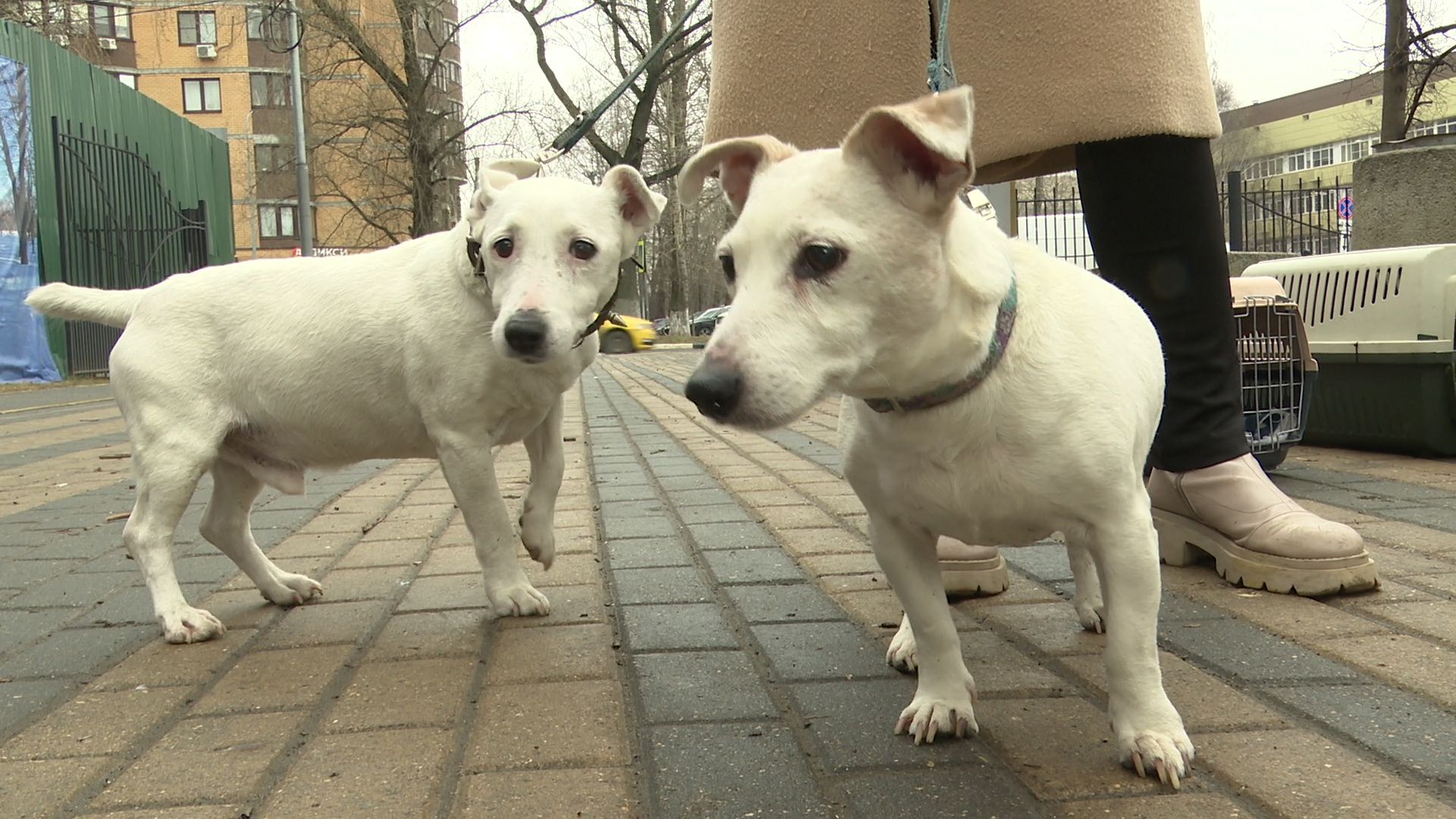 Реутов, вакцинация, медицина, бешенство, собаки и кошки,