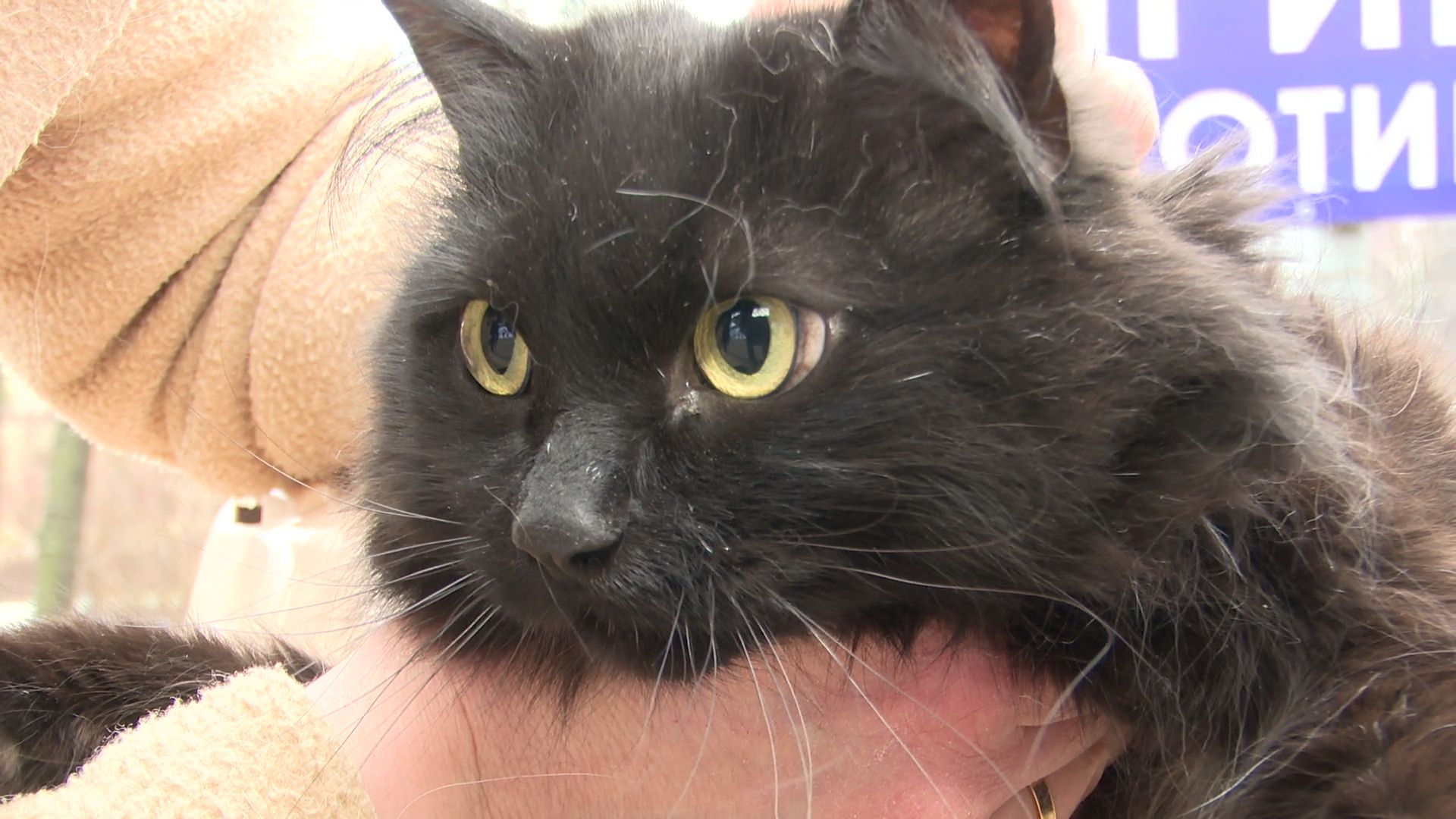 Реутов, вакцинация, медицина, бешенство, собаки и кошки,