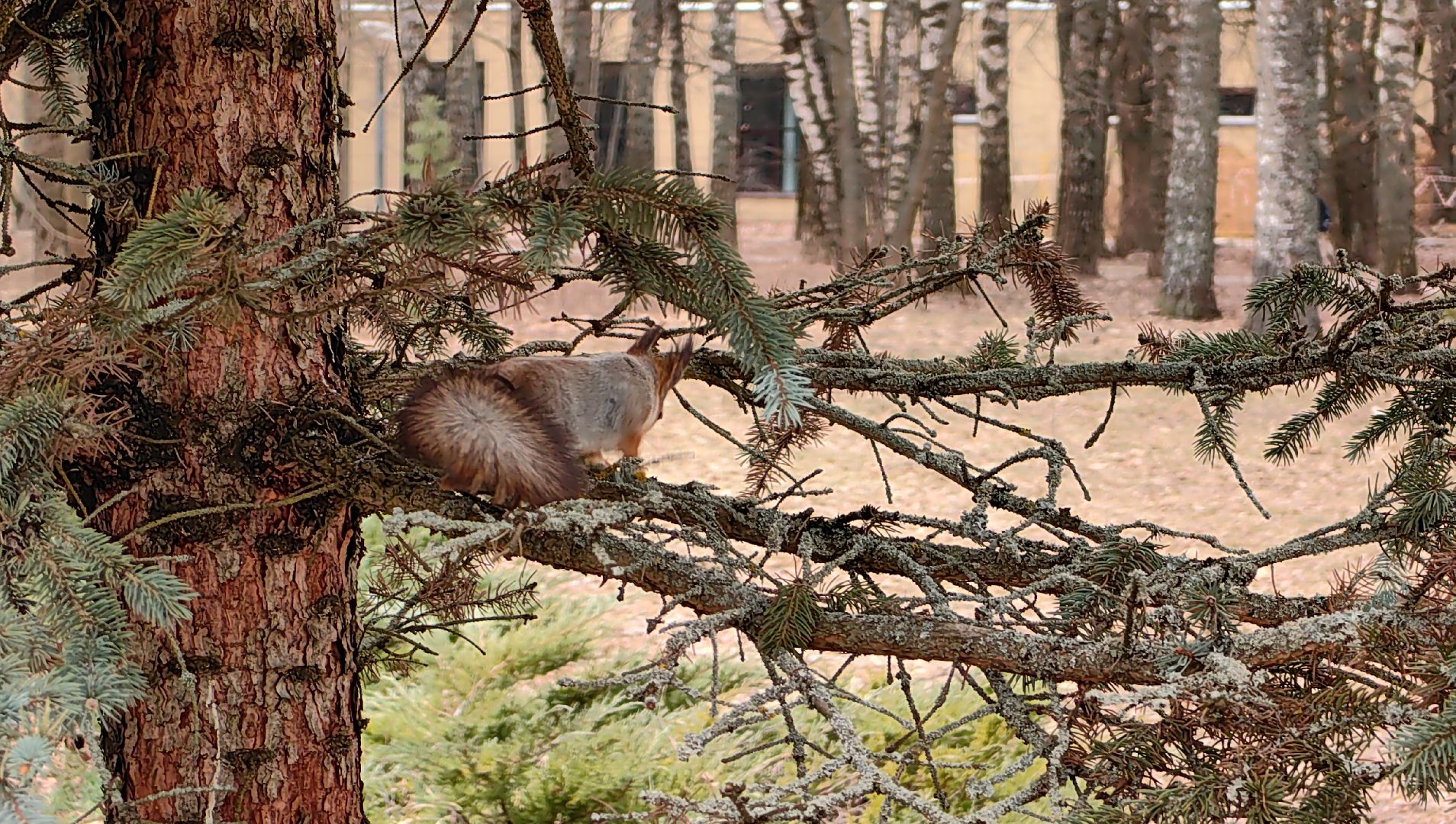 белка, орехи, семечки, яблоки,