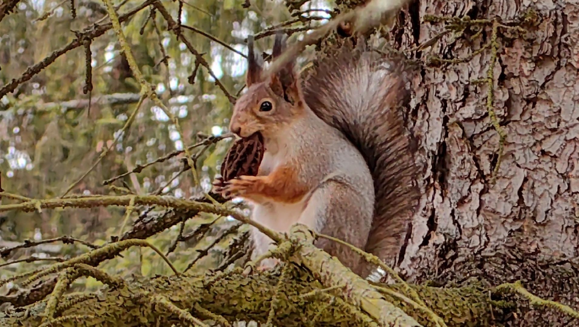белка, орехи, семечки, яблоки,