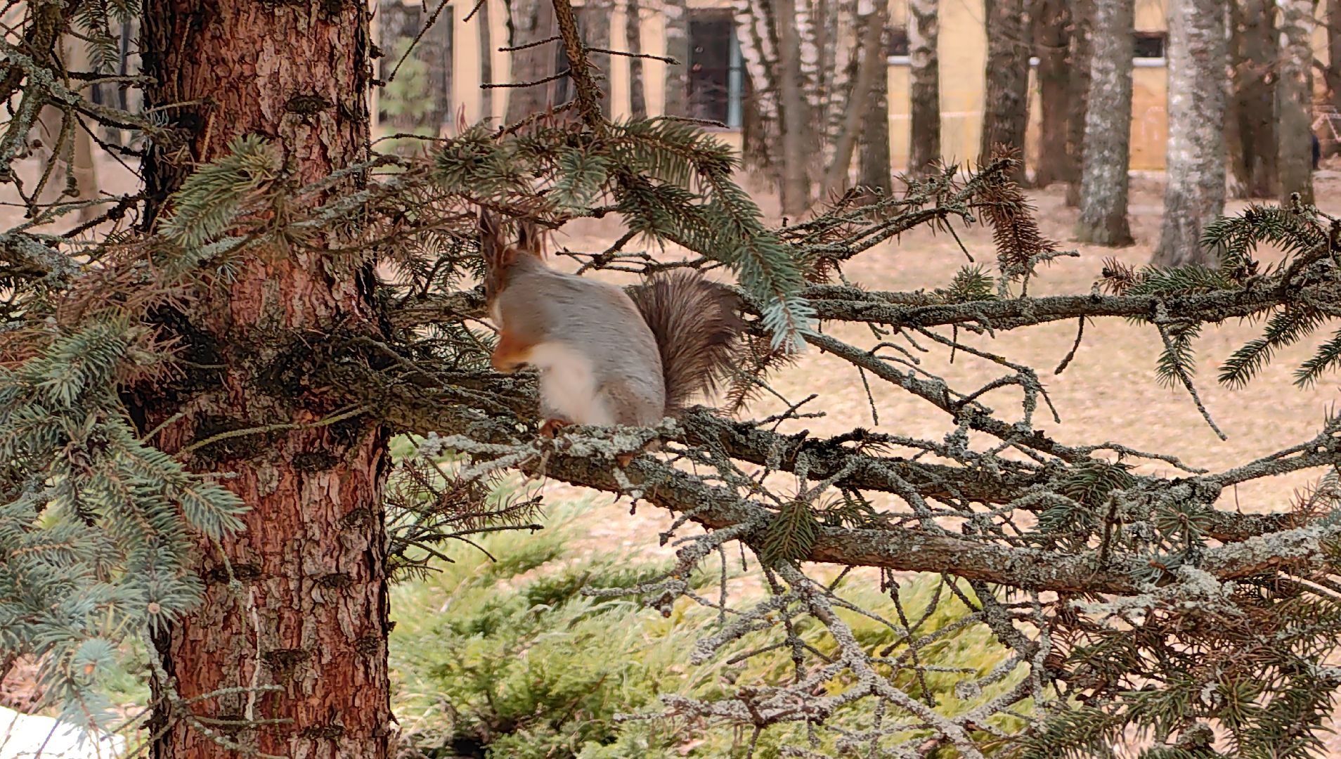 белка, орехи, семечки, яблоки,