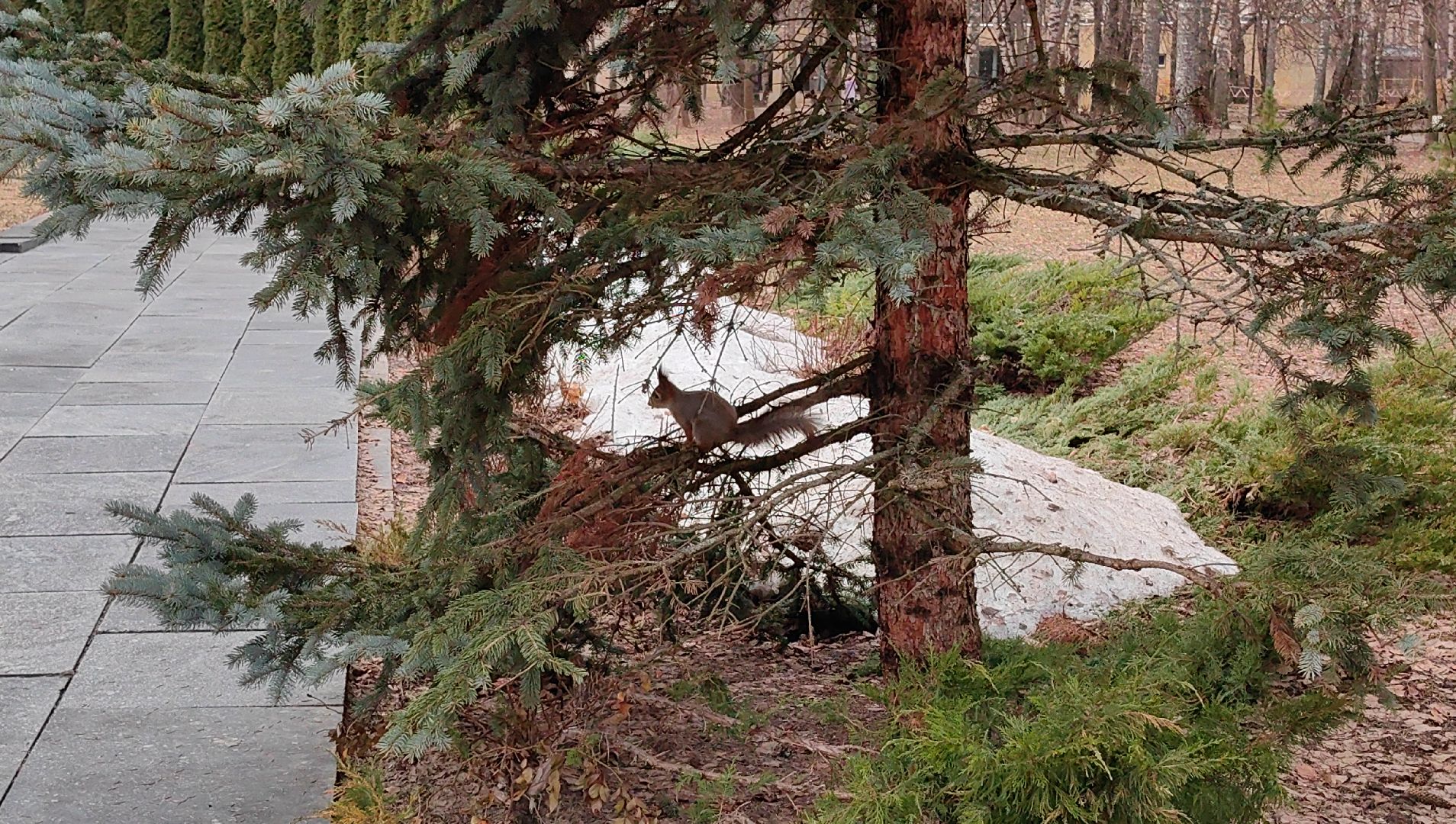 белка, орехи, семечки, яблоки,