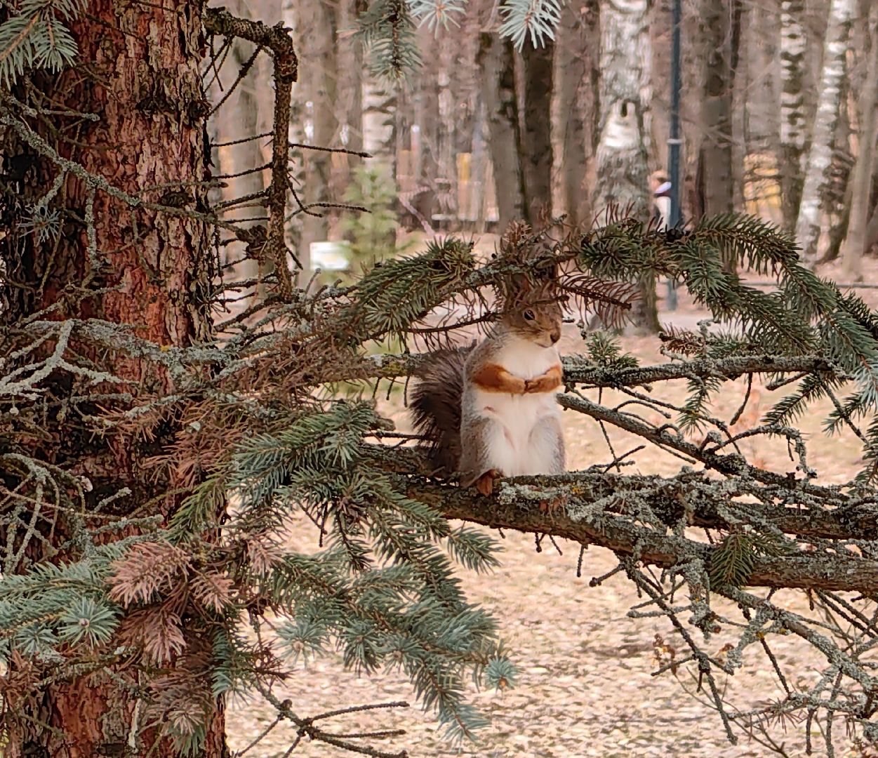 белка, орехи, семечки, яблоки,