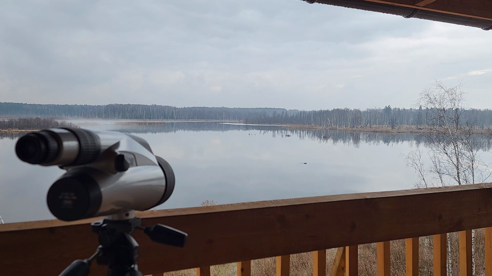 мытищи,лосиный остров, природа,