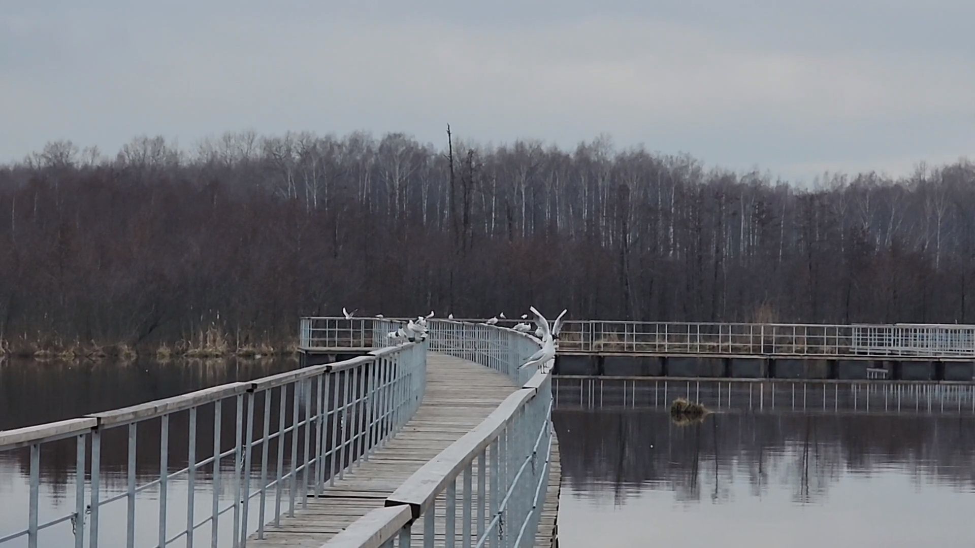 мытищи,лосиный остров, природа,