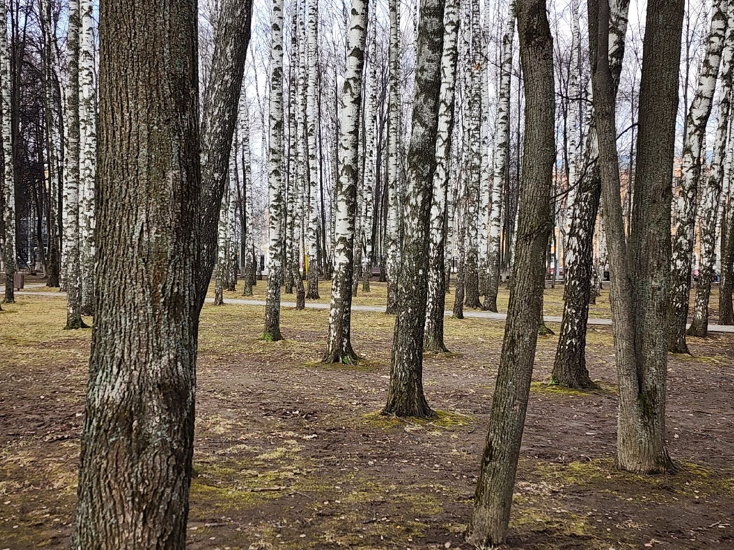 королёв, парк, благоустройство,
