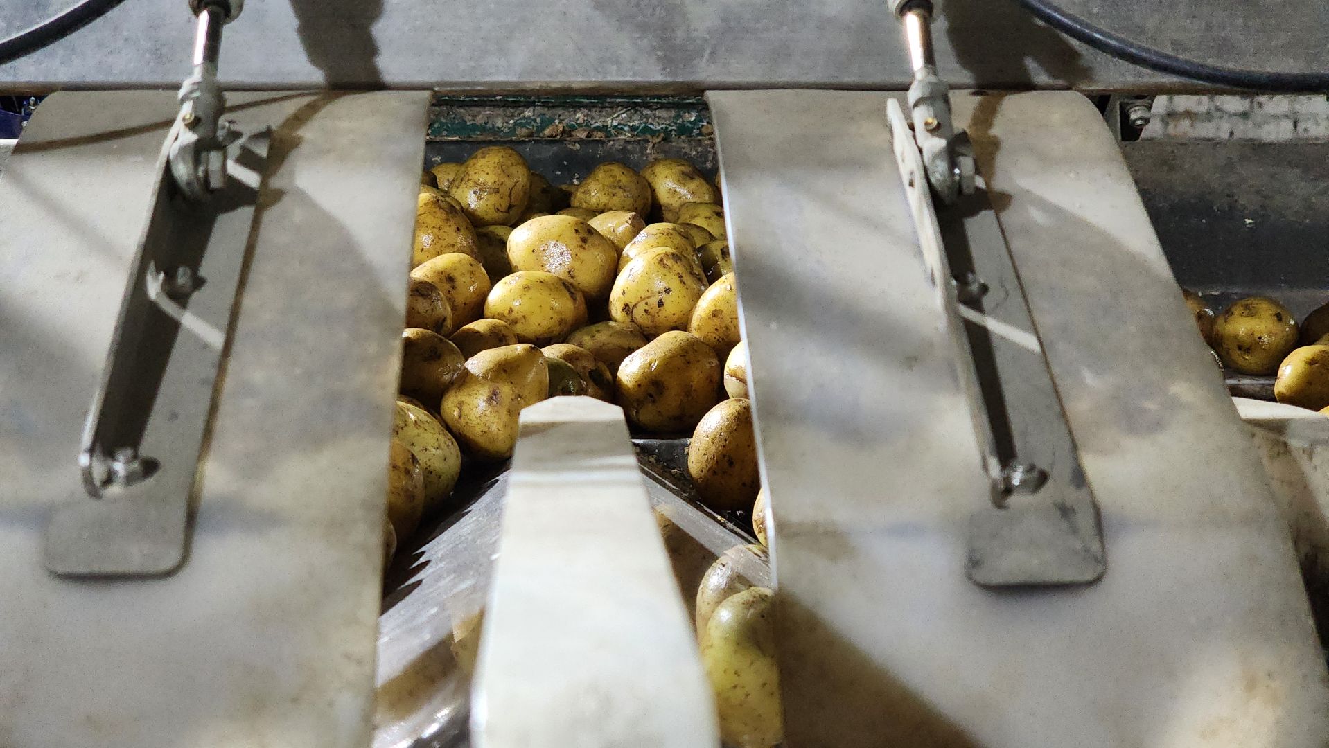 луховицы, спк имени ленина, дединово, образование, стажировка,