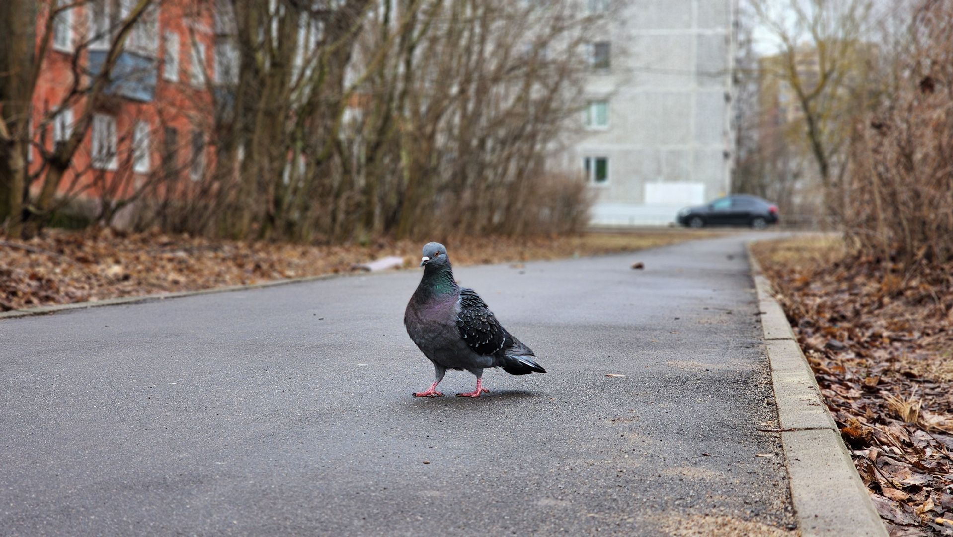 благоустройство, народные тропы, Лосино-Петровский,