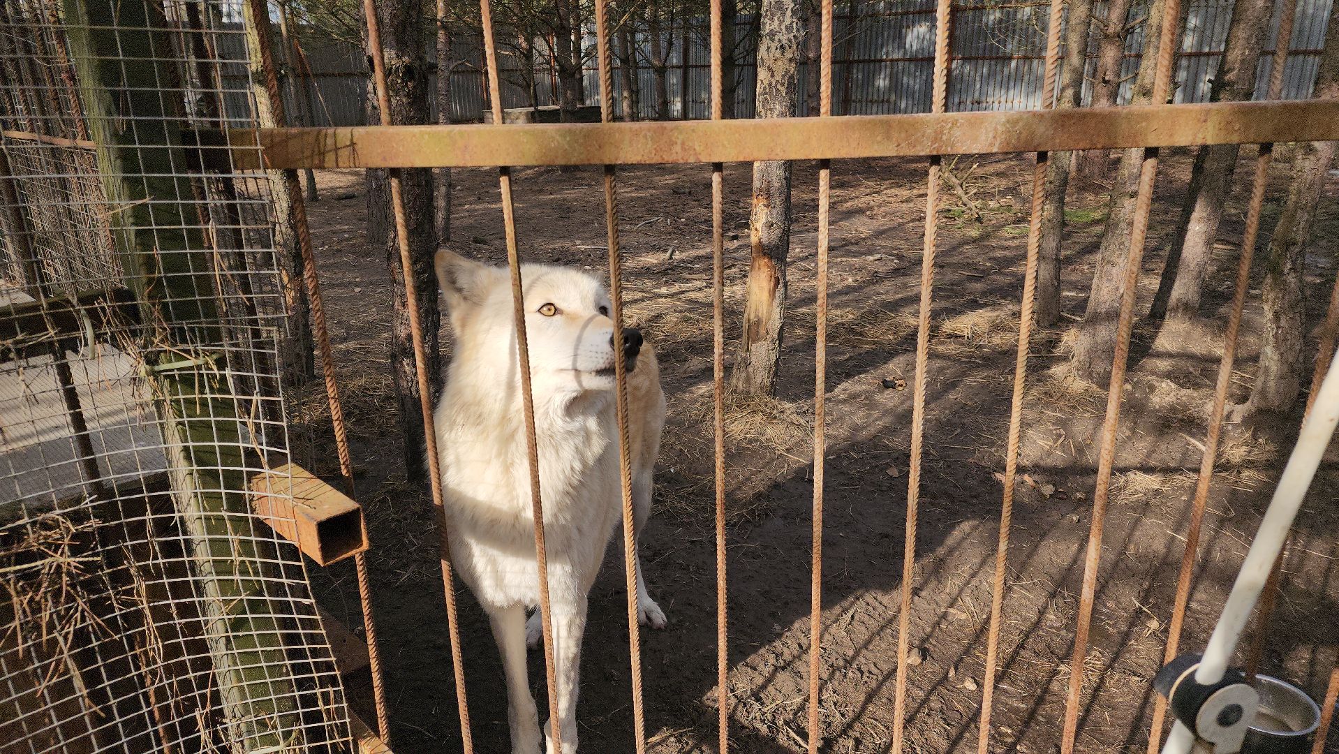 благотворительность, приют для животных,
