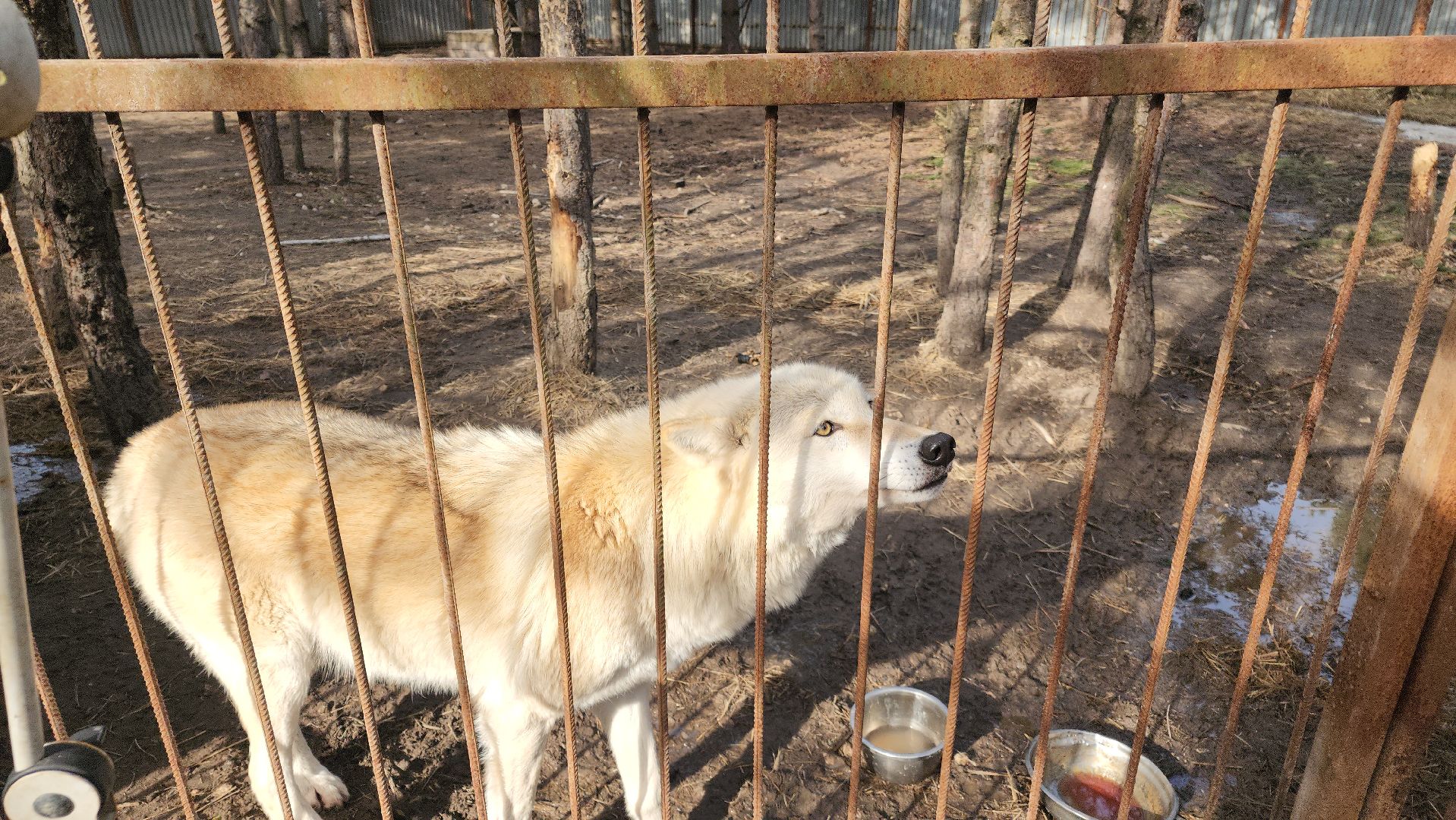 благотворительность, приют для животных,