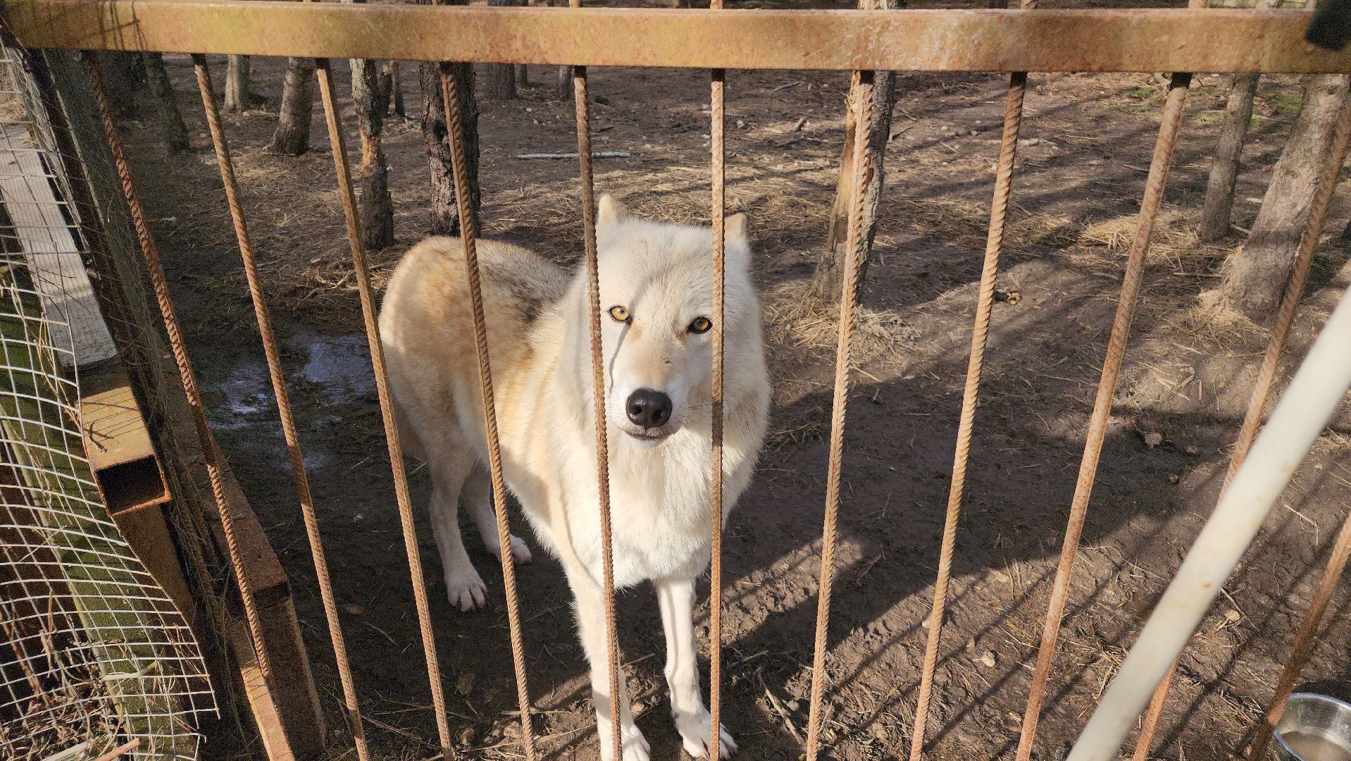 благотворительность, приют для животных,