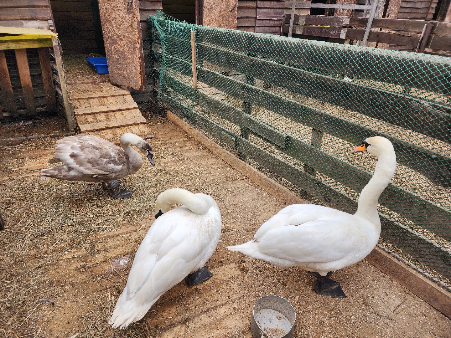 сергиев посад, парк чудес, аттракционы, лебеди,