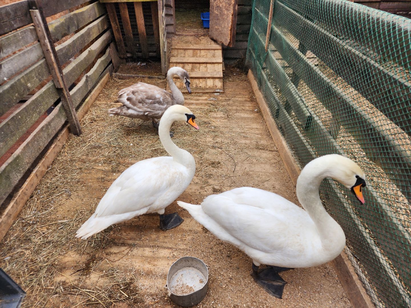 сергиев посад, парк чудес, аттракционы, лебеди,