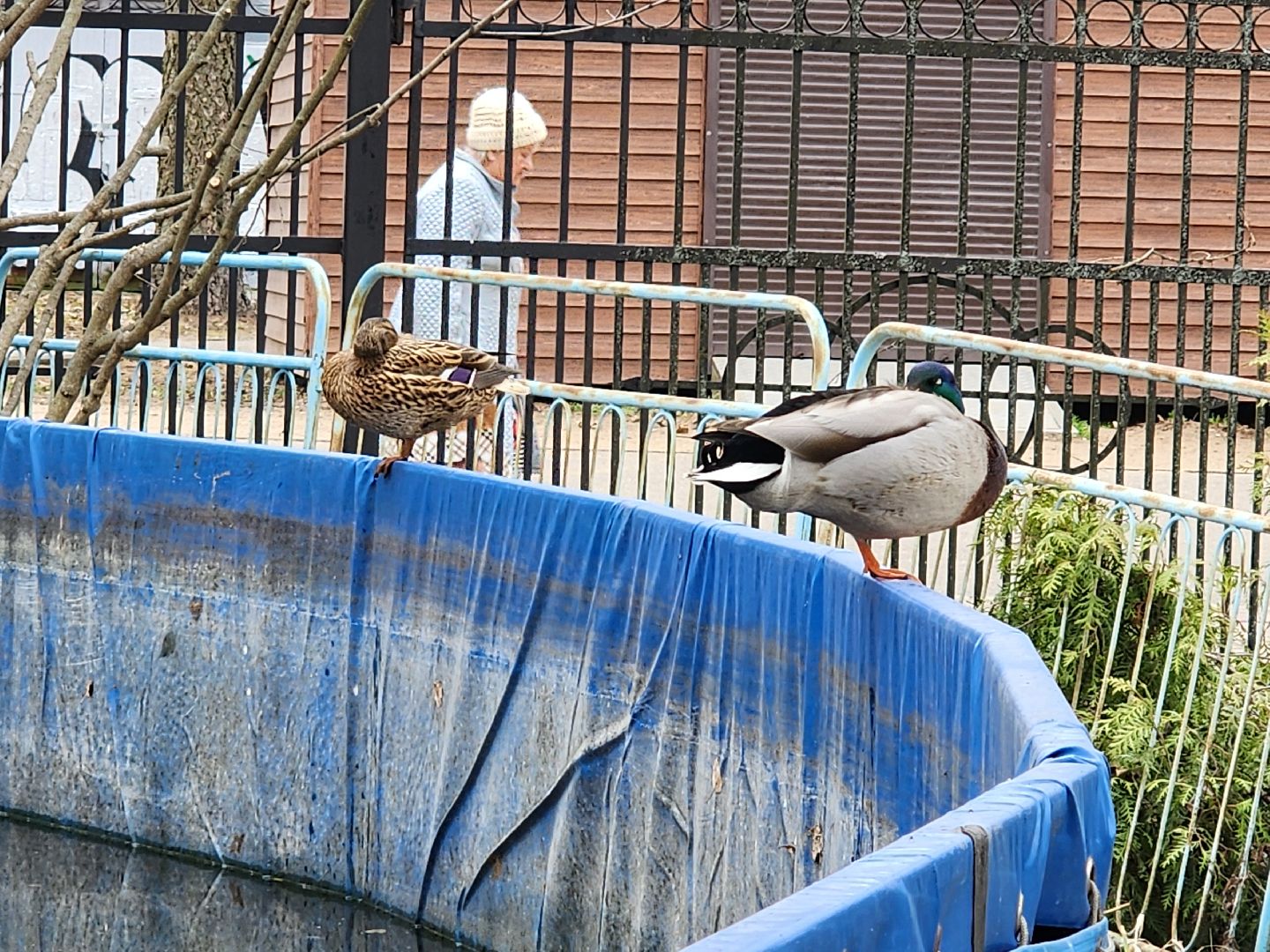 сергиев посад, парк чудес, аттракционы, лебеди,