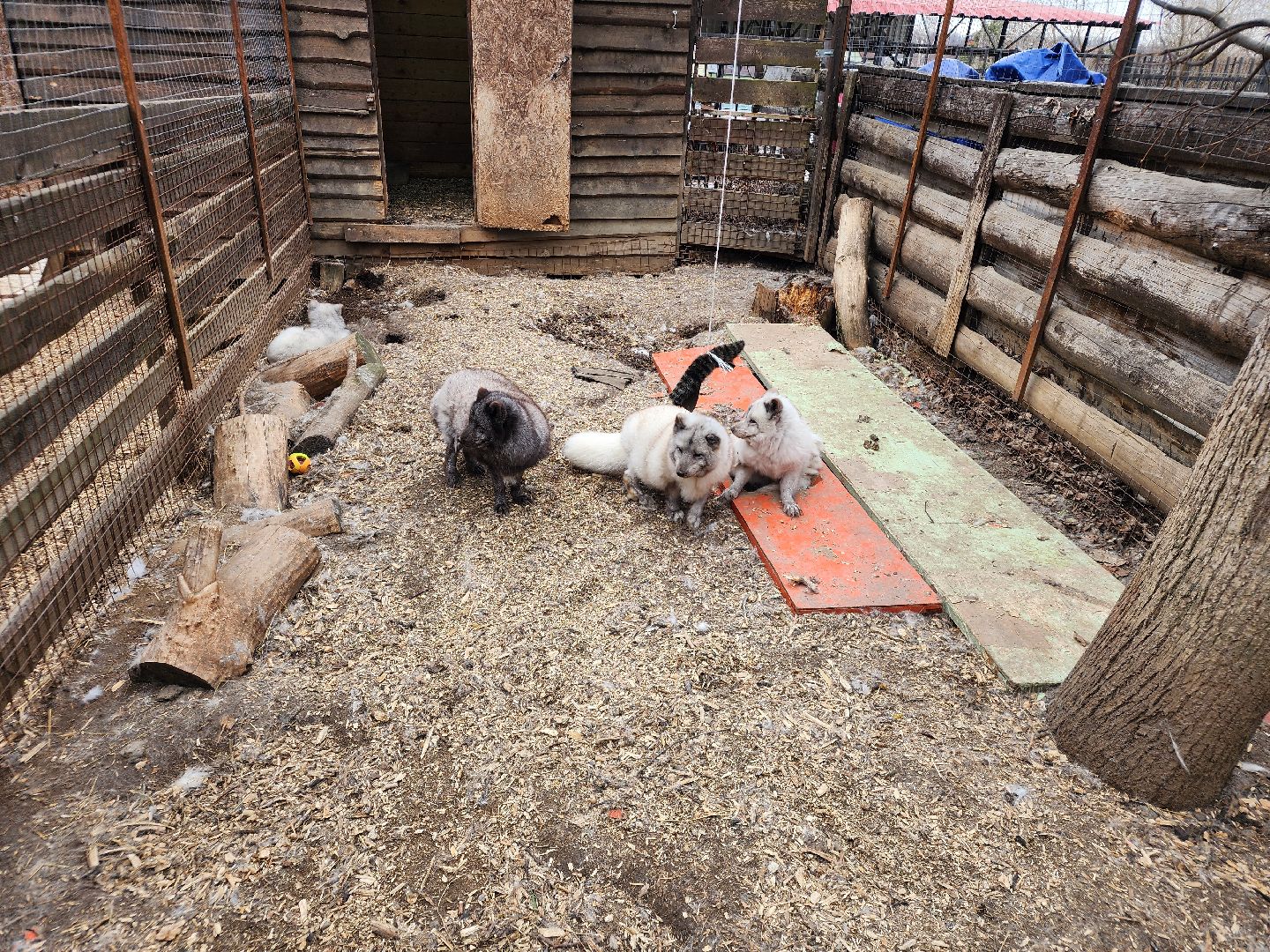 сергиев посад, парк чудес, аттракционы, лебеди,