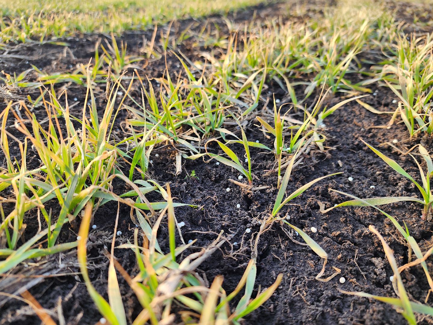 серебряные пруды, ооо сп нива, весенне-полевые работы, барс, подкормка озимых, сельское хозяйство,
