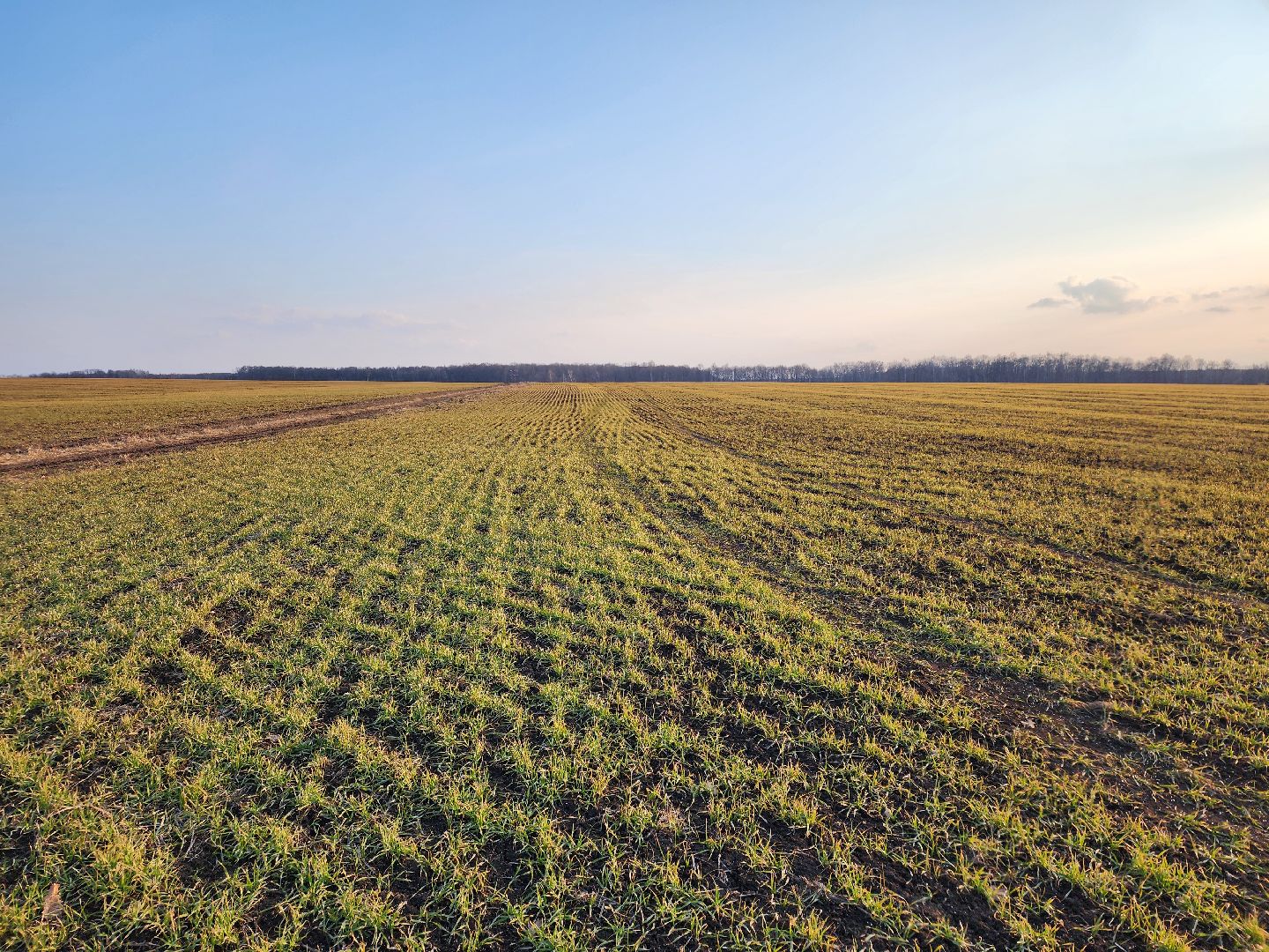 серебряные пруды, ооо сп нива, весенне-полевые работы, барс, подкормка озимых, сельское хозяйство,