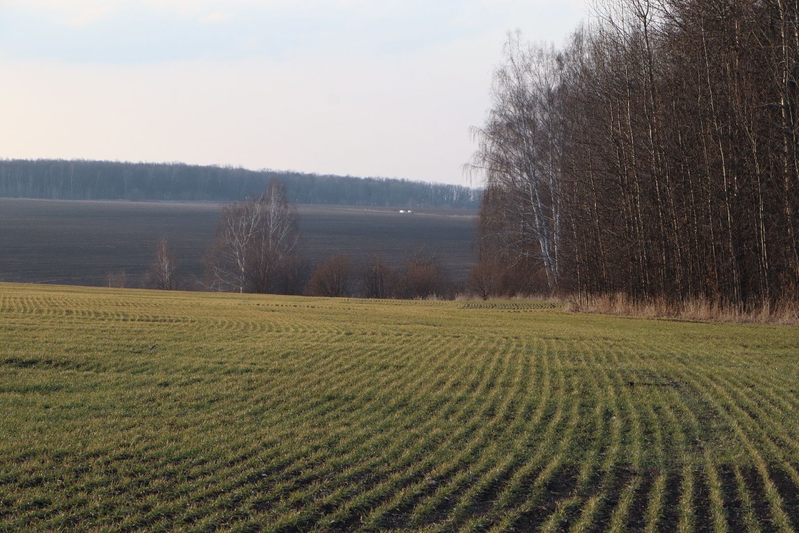 серебряные пруды, ооо сп нива, весенне-полевые работы, барс, подкормка озимых, сельское хозяйство,