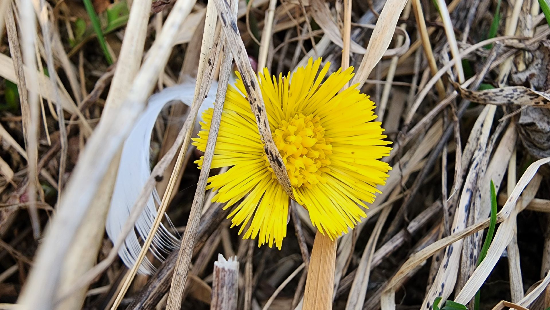 мать-и-мачеха, цветение растений, лекарственные растения, Старая Купавна, Богородский городской округ,