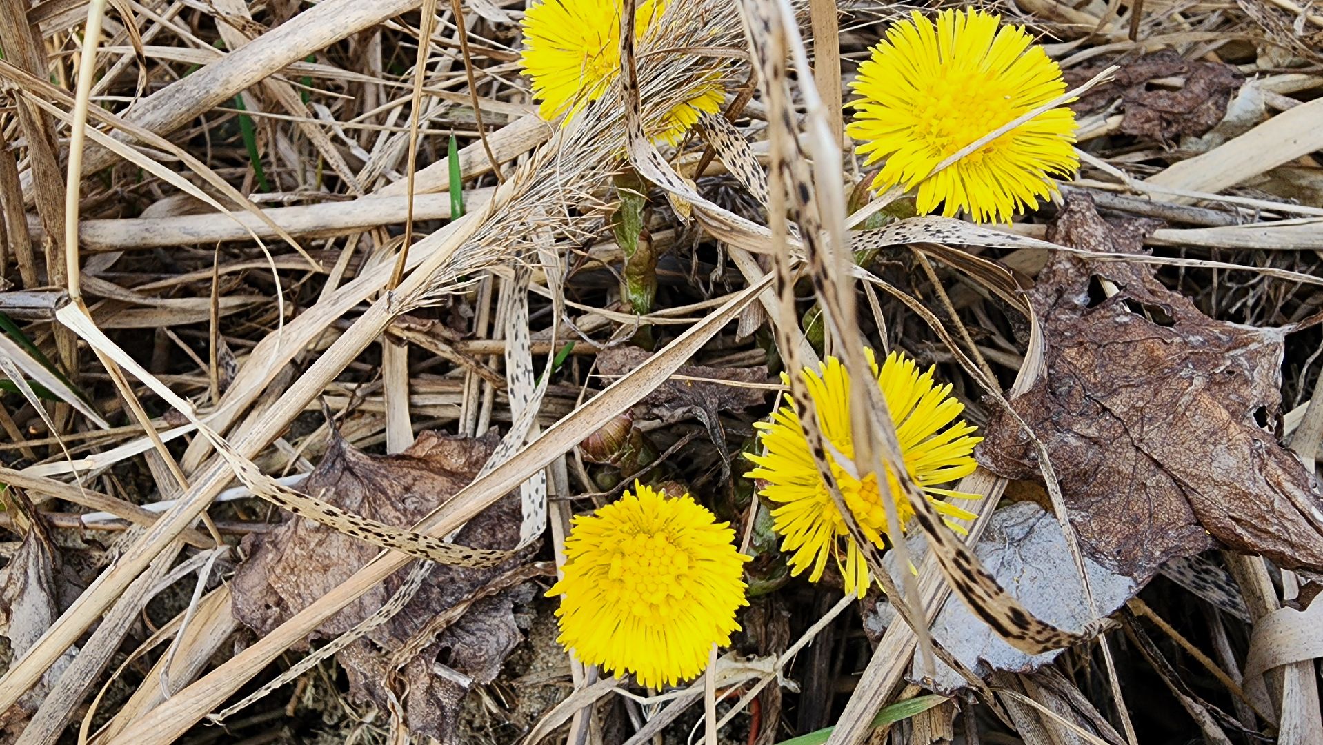 мать-и-мачеха, цветение растений, лекарственные растения, Старая Купавна, Богородский городской округ,