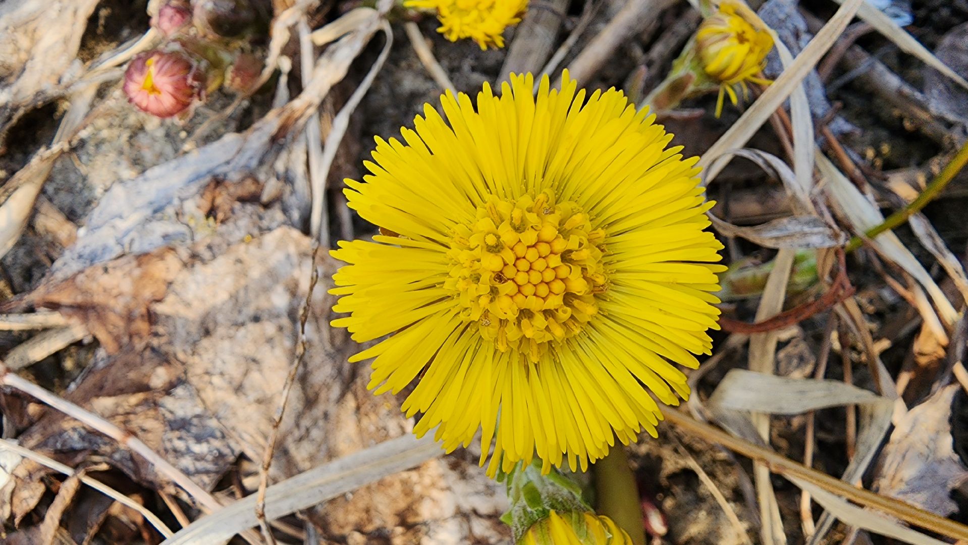 мать-и-мачеха, цветение растений, лекарственные растения, Старая Купавна, Богородский городской округ,