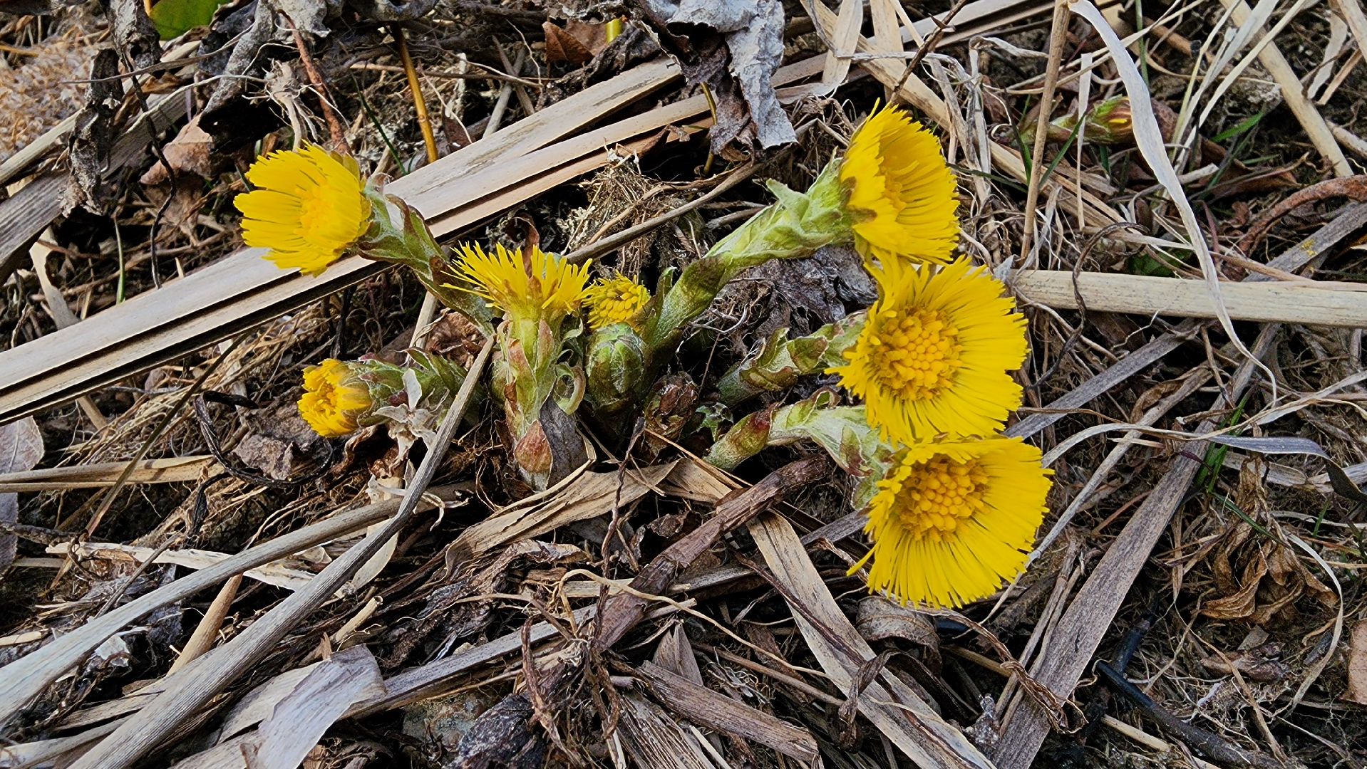 мать-и-мачеха, цветение растений, лекарственные растения, Старая Купавна, Богородский городской округ,