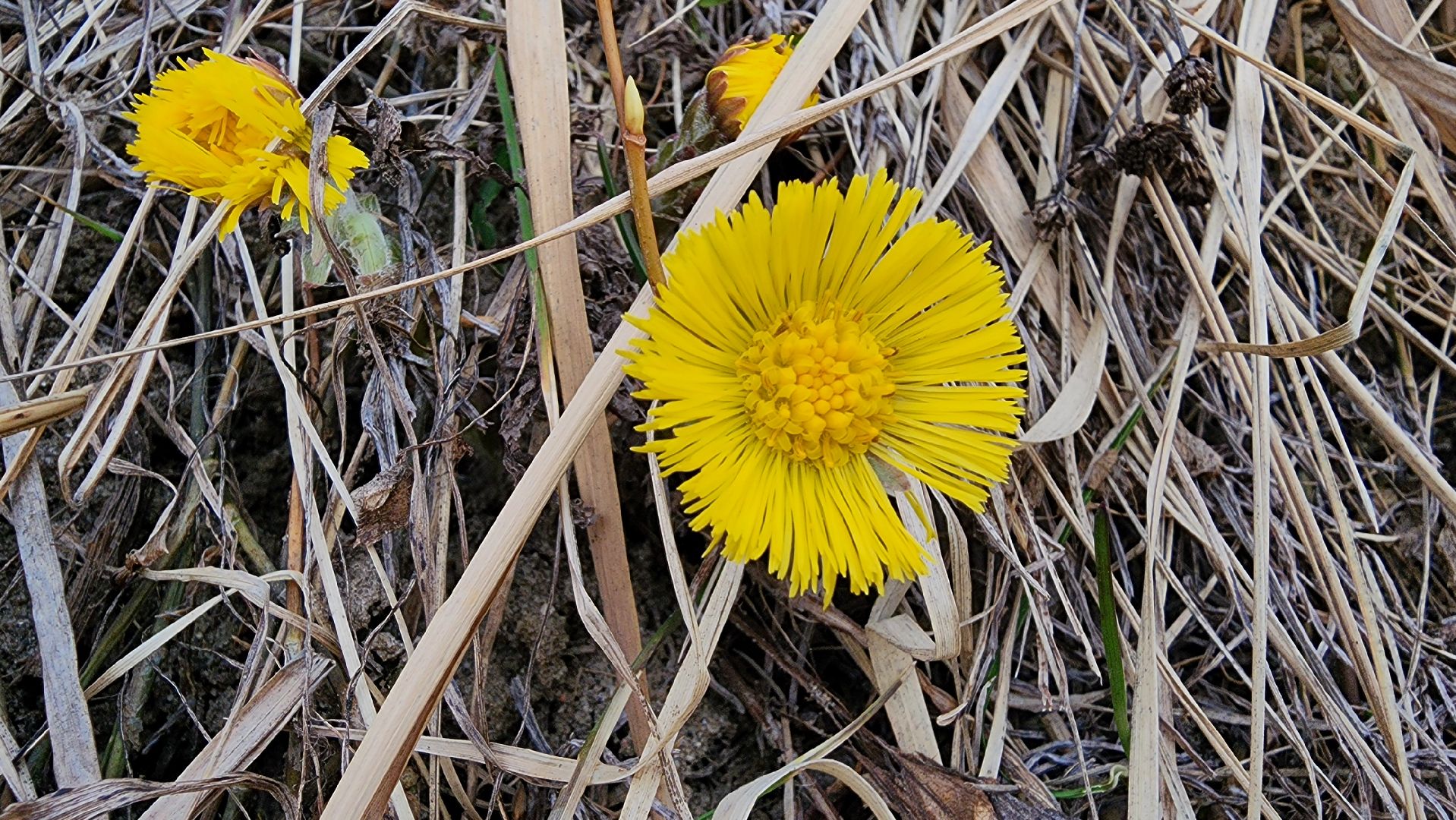 мать-и-мачеха, цветение растений, лекарственные растения, Старая Купавна, Богородский городской округ,