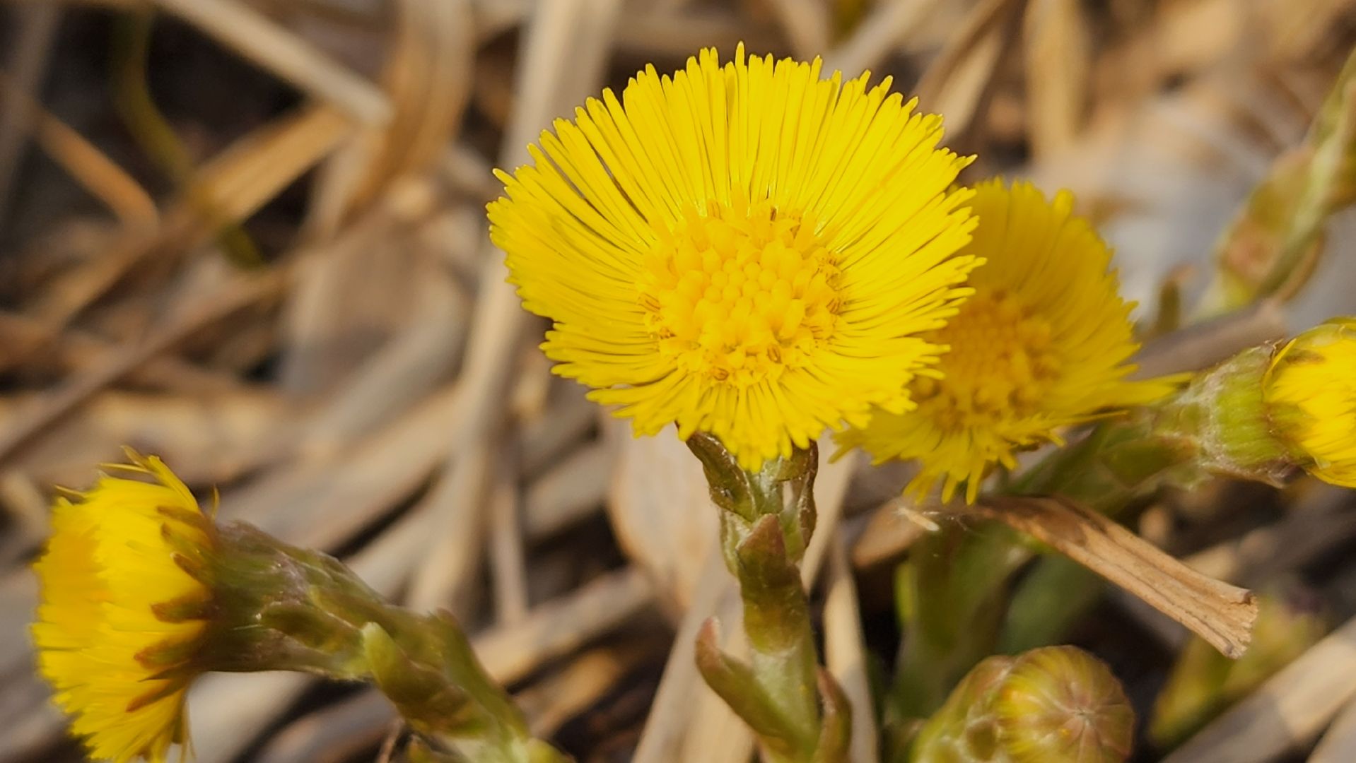 мать-и-мачеха, цветение растений, лекарственные растения, Старая Купавна, Богородский городской округ,