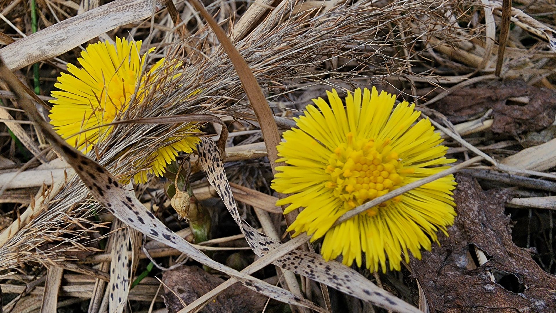 мать-и-мачеха, цветение растений, лекарственные растения, Старая Купавна, Богородский городской округ,