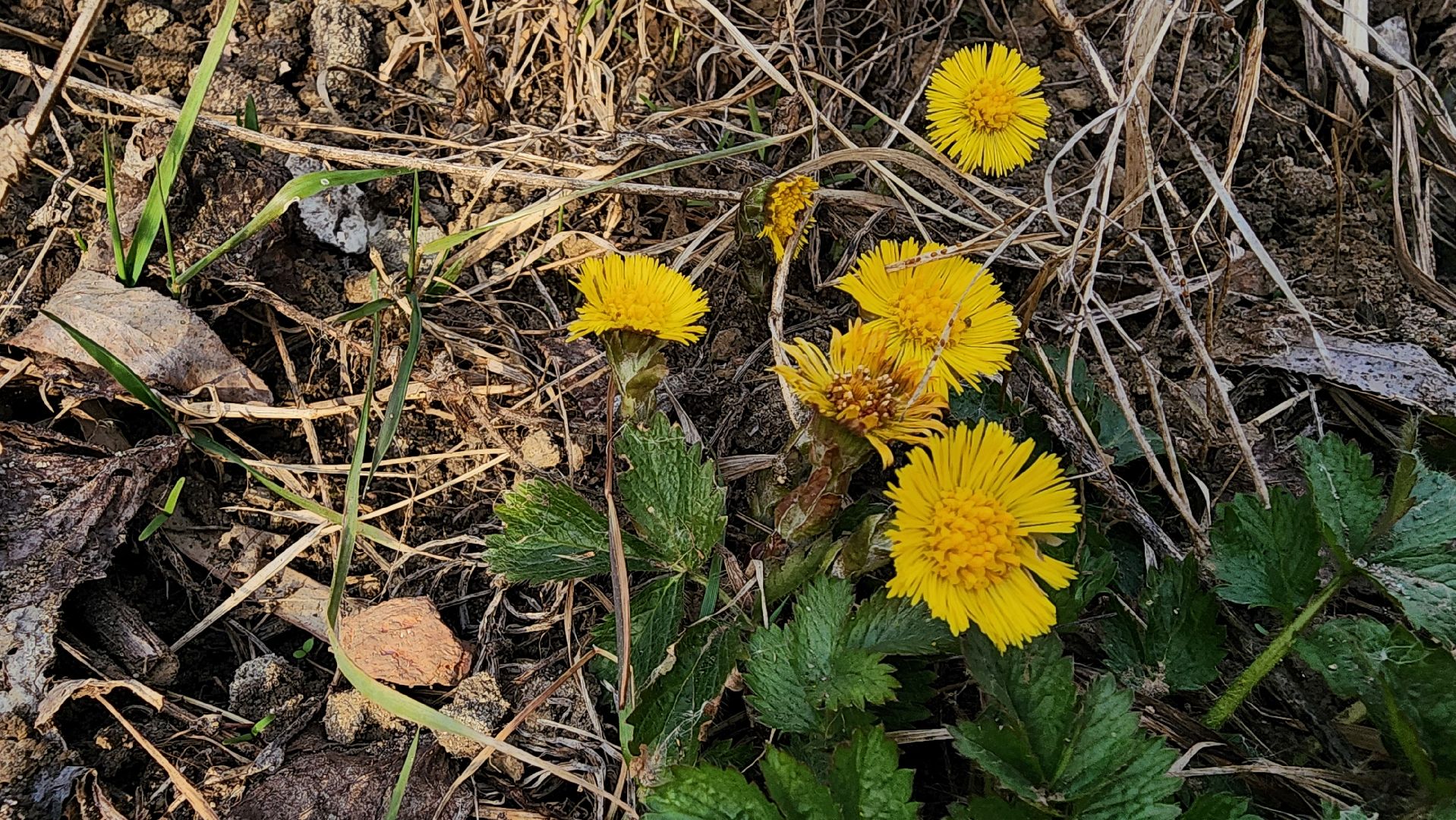 мать-и-мачеха, цветение растений, лекарственные растения, Старая Купавна, Богородский городской округ,