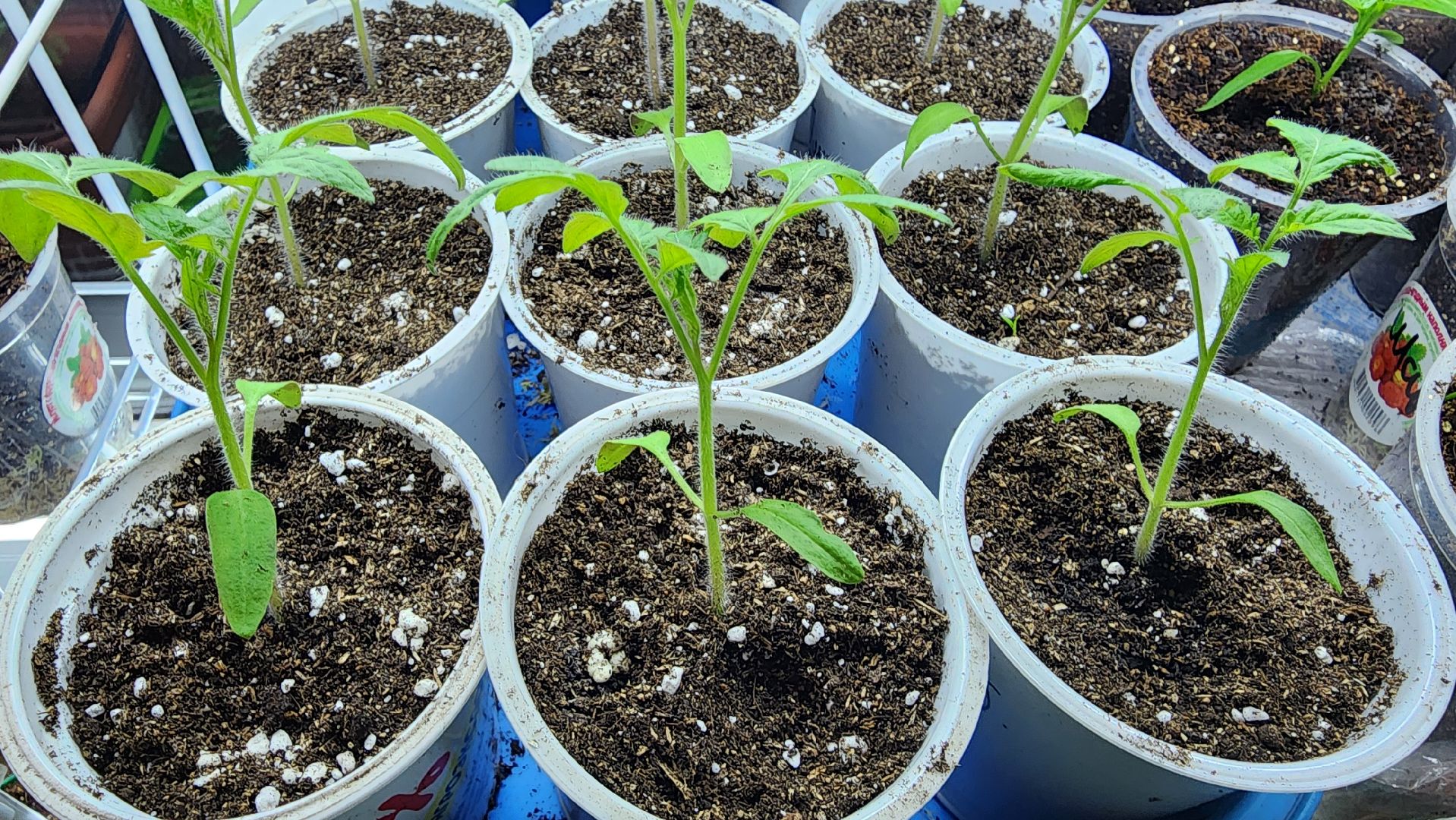 рассада, огородничество, выращивание рассады, Старая Купавна, Богородский городской округ,