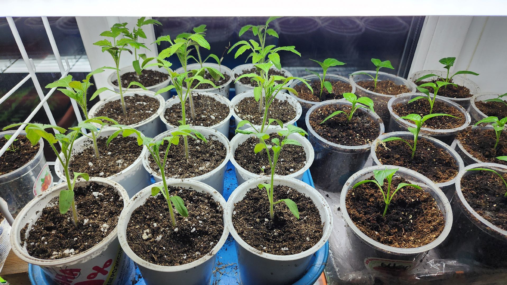 рассада, огородничество, выращивание рассады, Старая Купавна, Богородский городской округ,