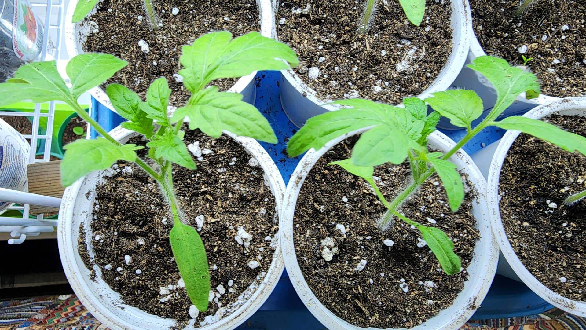 рассада, огородничество, выращивание рассады, Старая Купавна, Богородский городской округ,