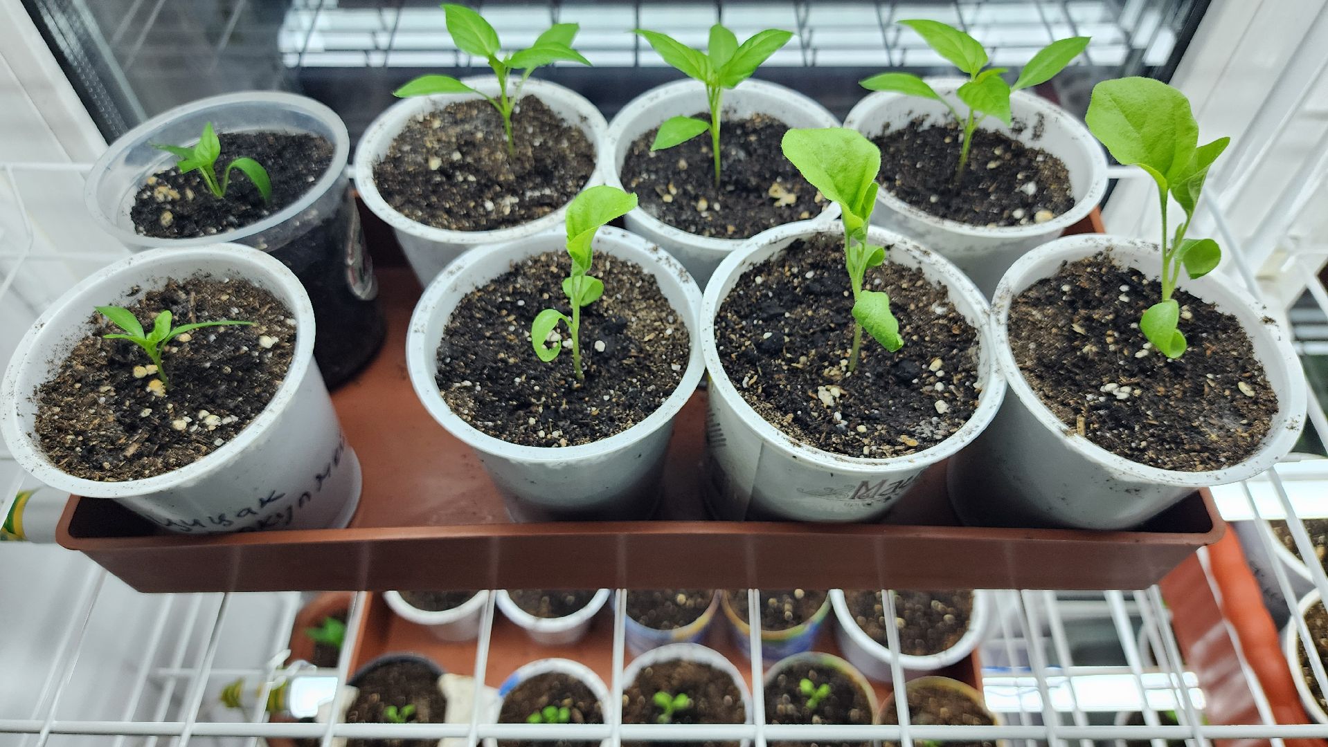 рассада, огородничество, выращивание рассады, Старая Купавна, Богородский городской округ,