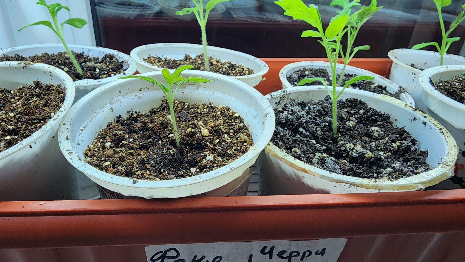 рассада, огородничество, выращивание рассады, Старая Купавна, Богородский городской округ,