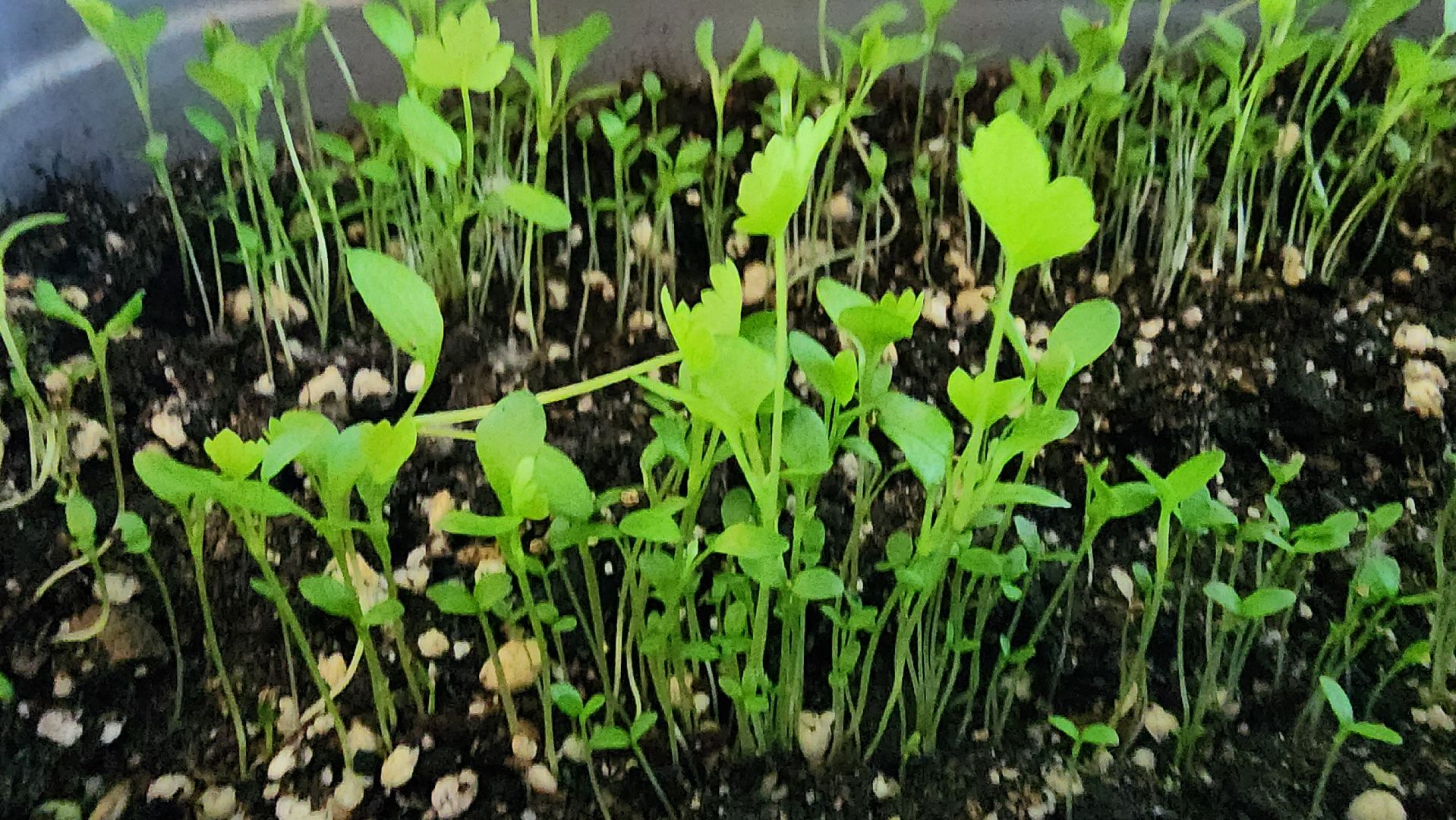 рассада, огородничество, выращивание рассады, Старая Купавна, Богородский городской округ,